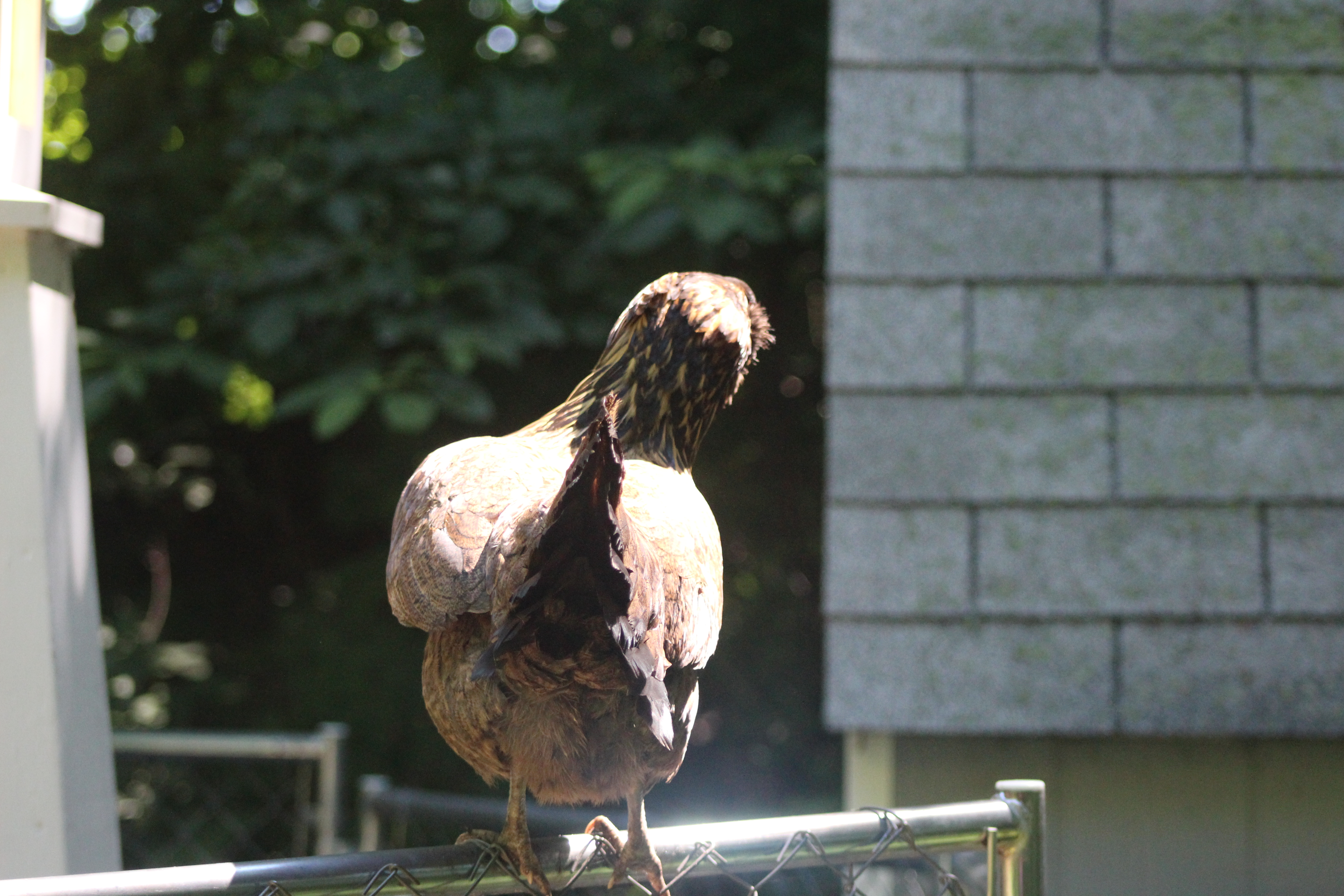 Lilly the Easter Egger looking at something on the ground.
