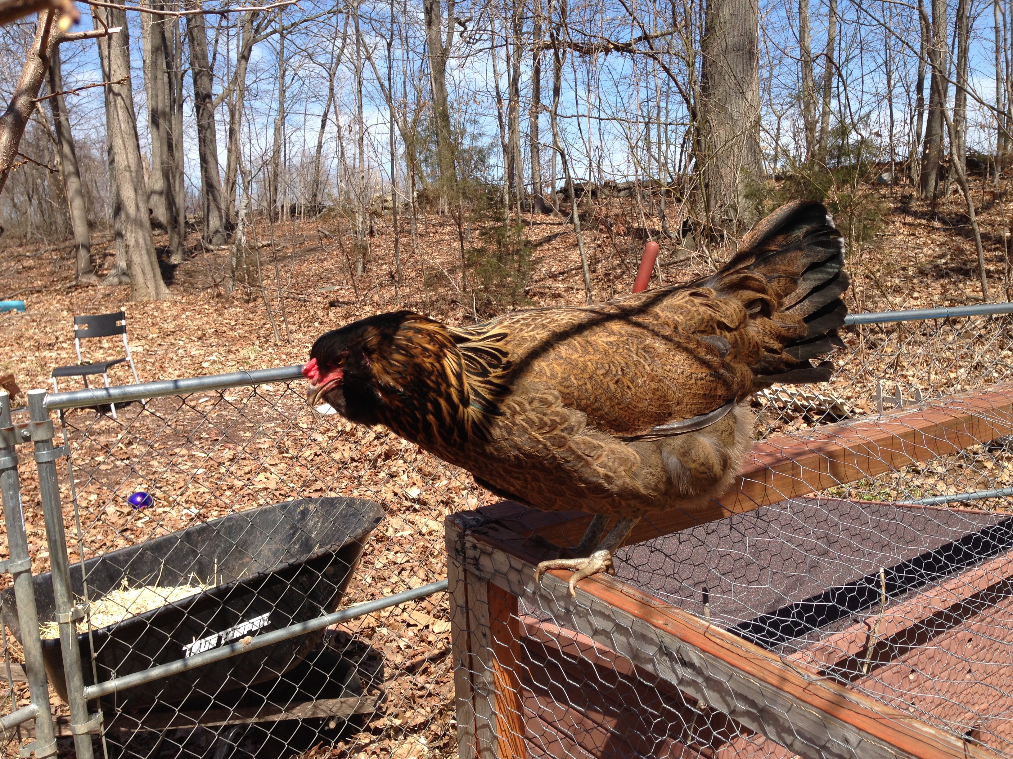 Lilly the Easter Egger sitting on a corner of the run.