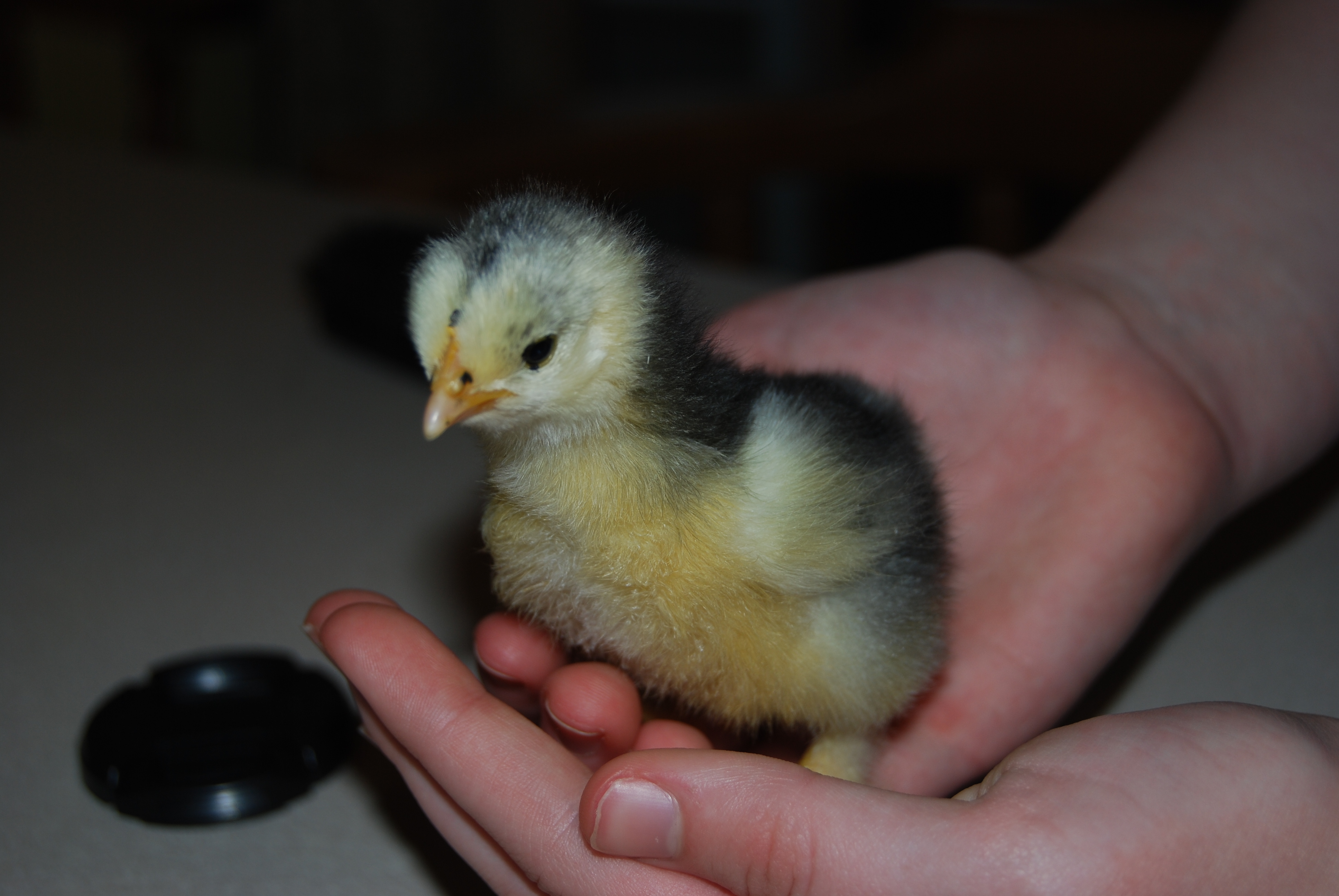 Lillyann again.  She is very aware of her surroundings. (frizzle)