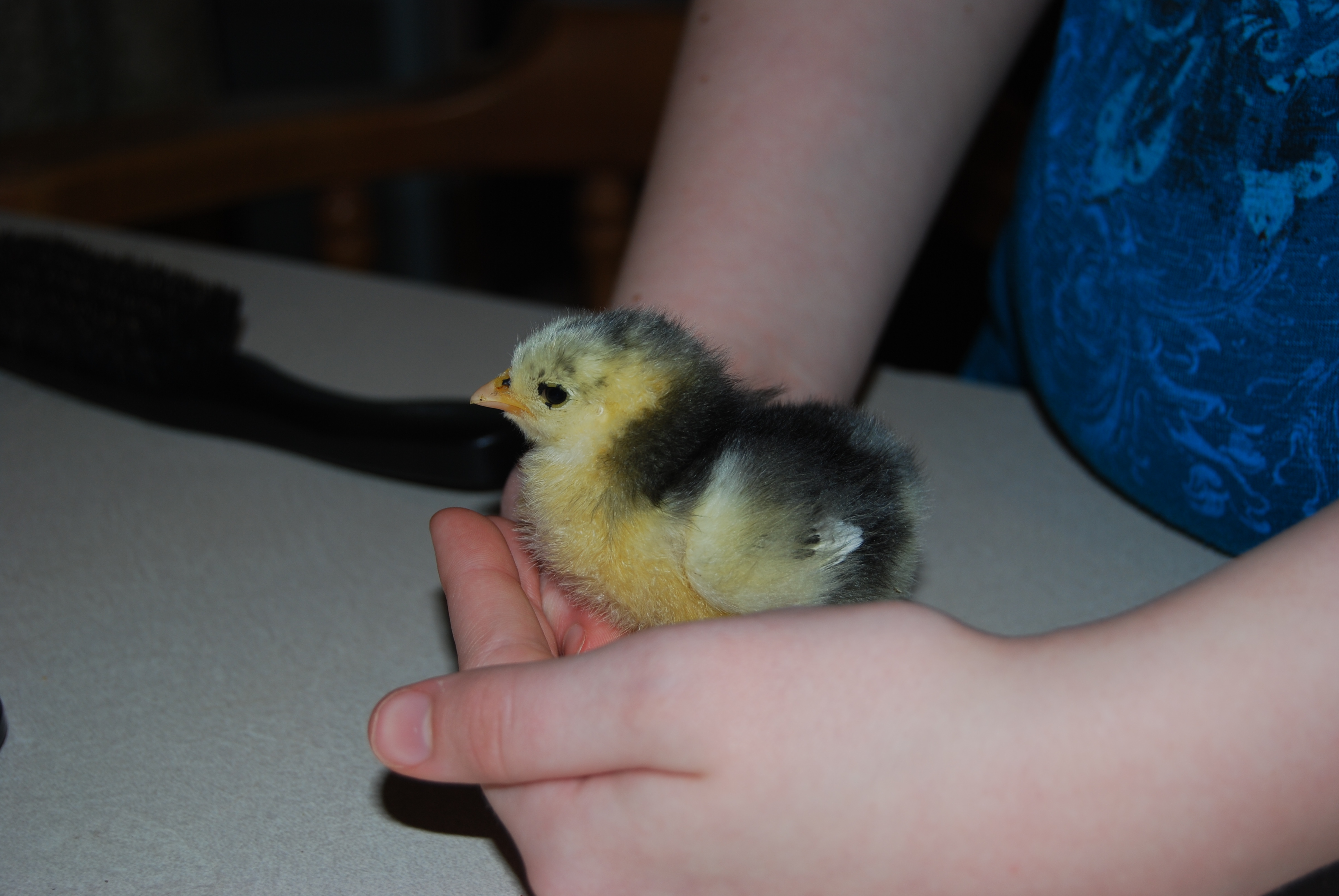 Lillyann.  My oldest daughter named this cute frizzle.