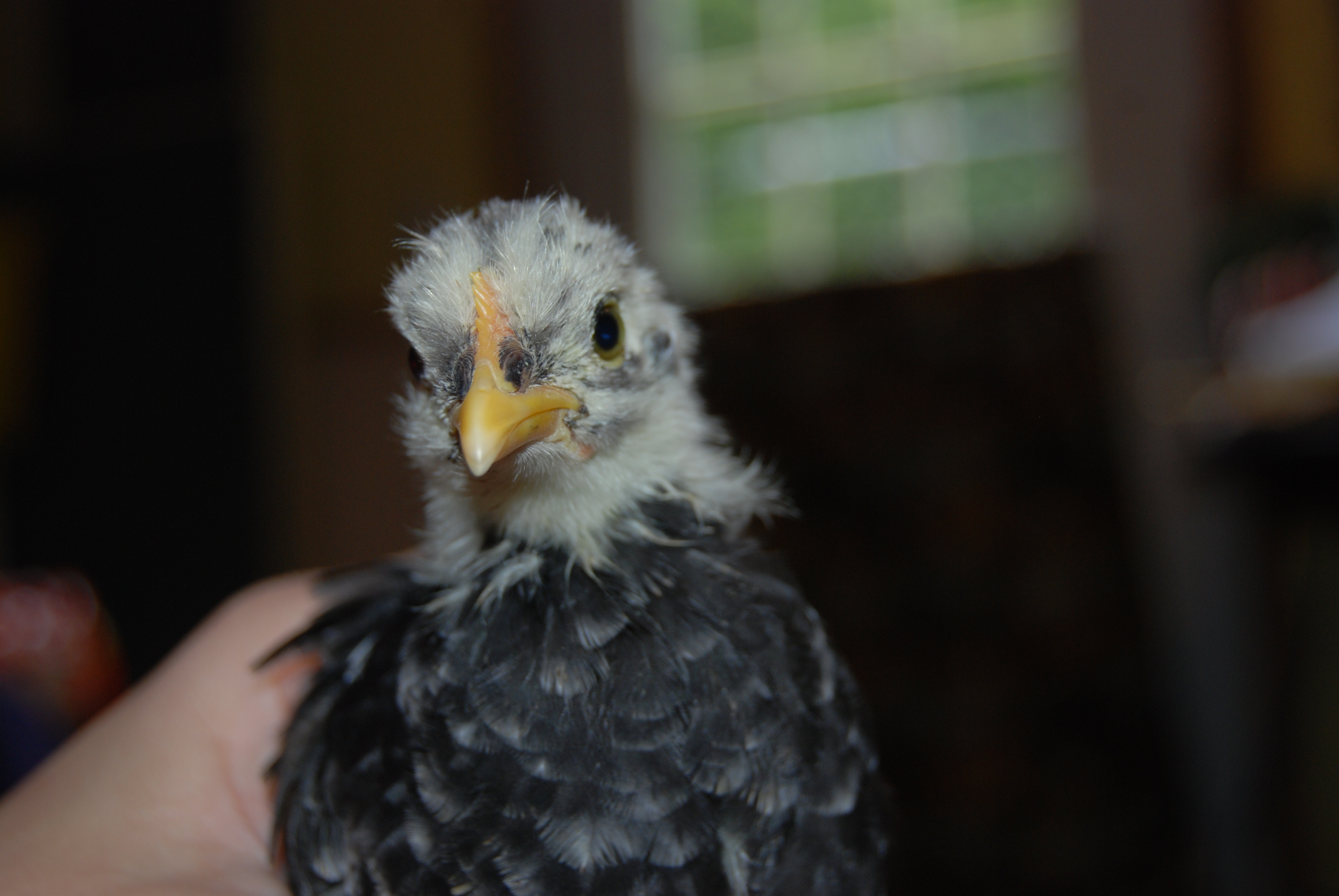 Lillyanne...our little eaglet!