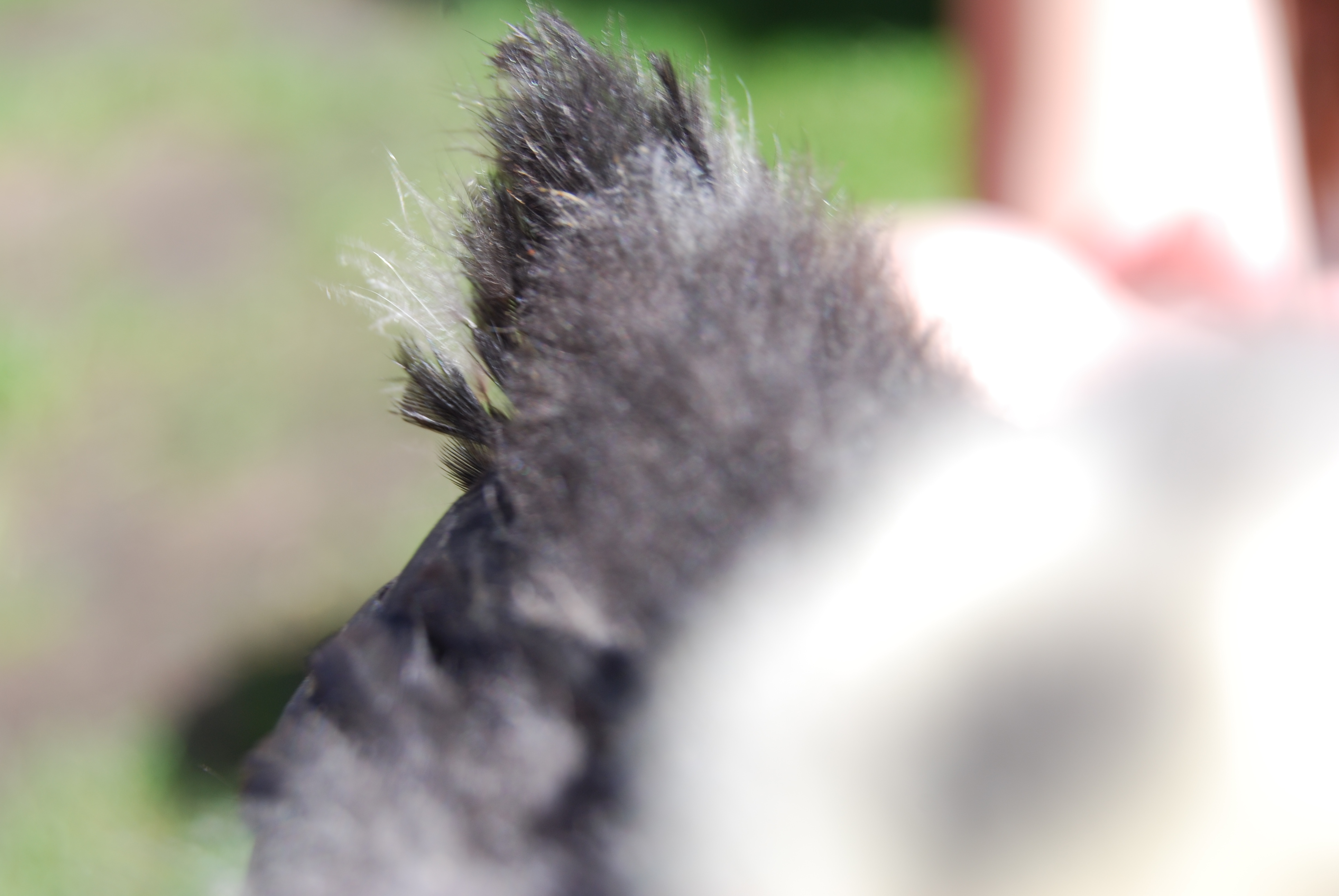 Lillyanne's tail start