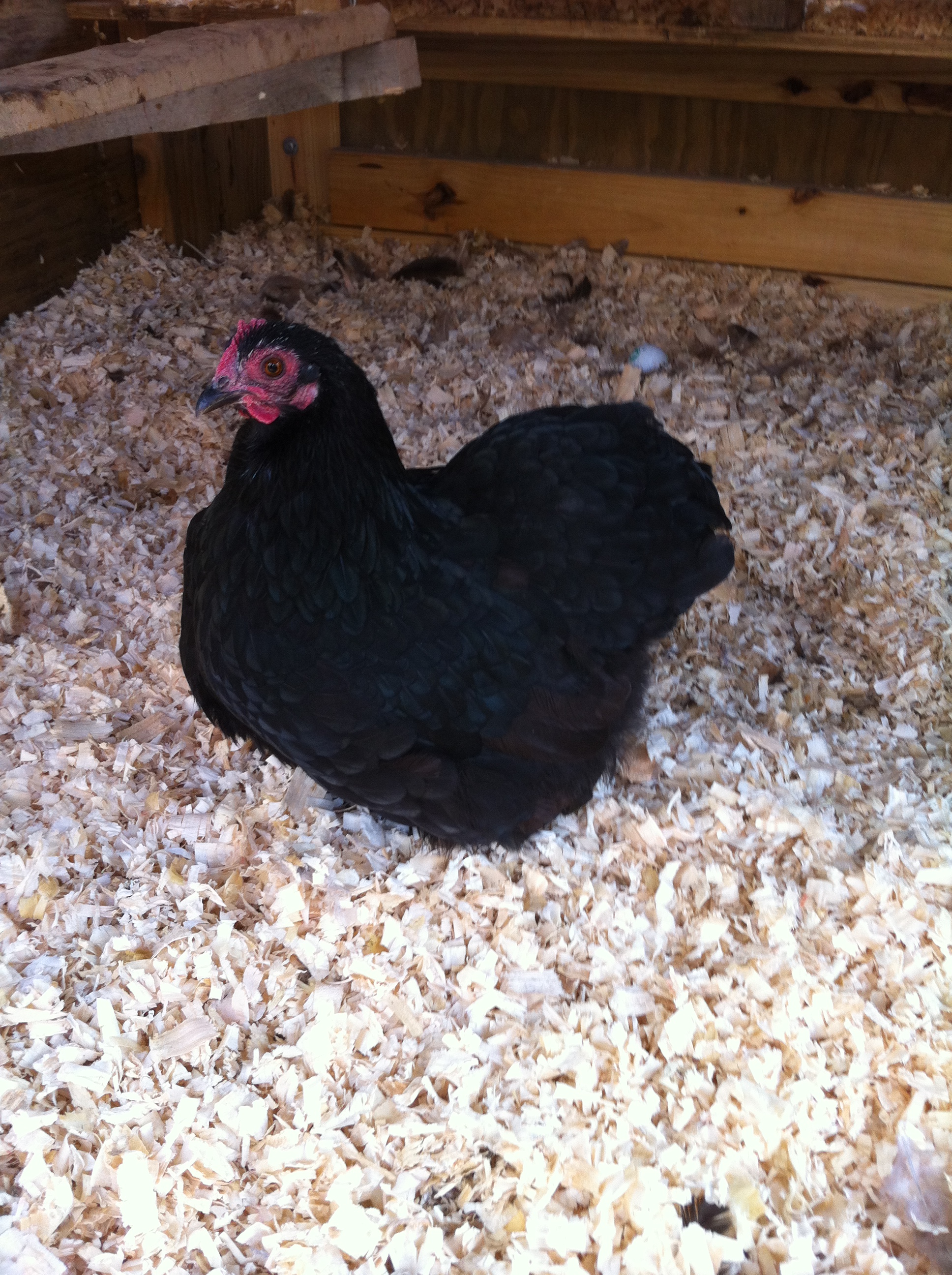 Lil'Peep Bantam Cochin