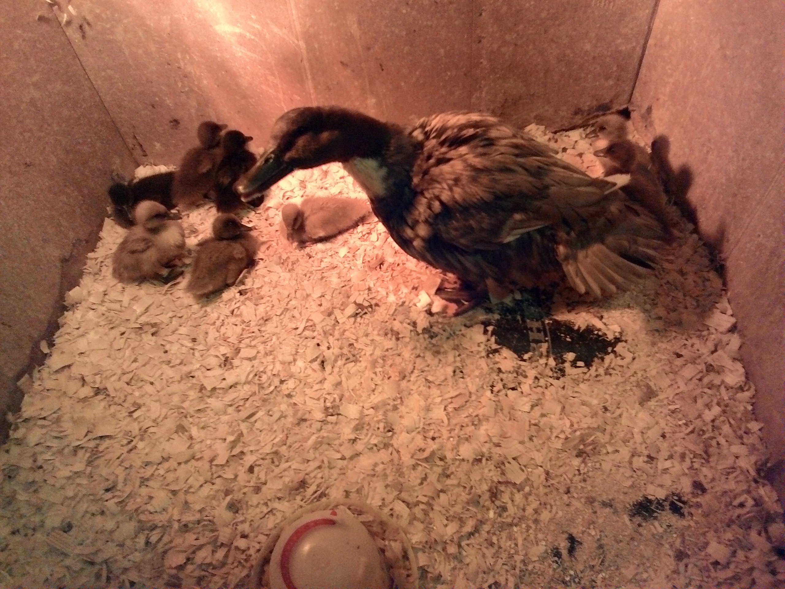 Lily and babies dry out after bath