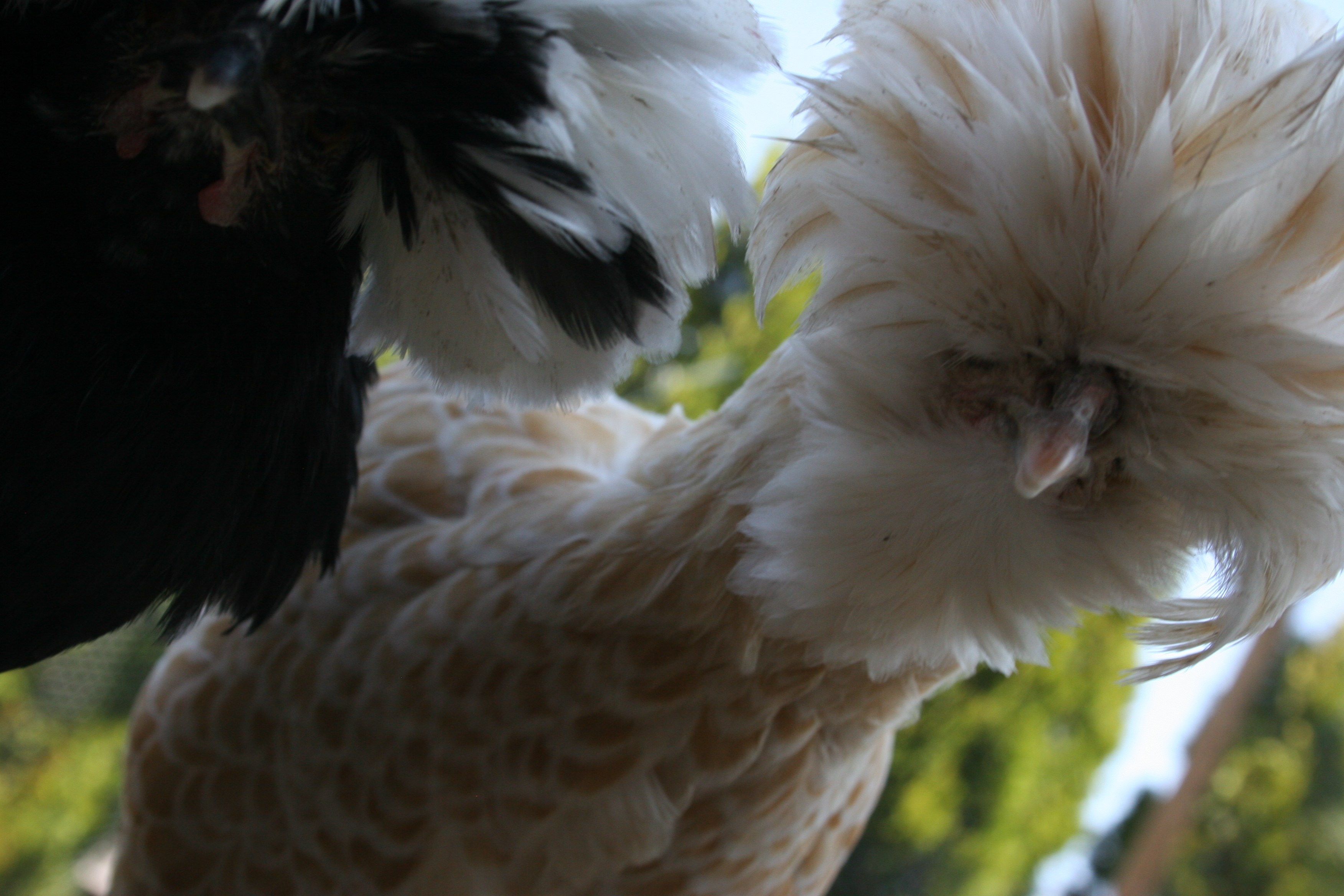 Lily and Iris best buddies.