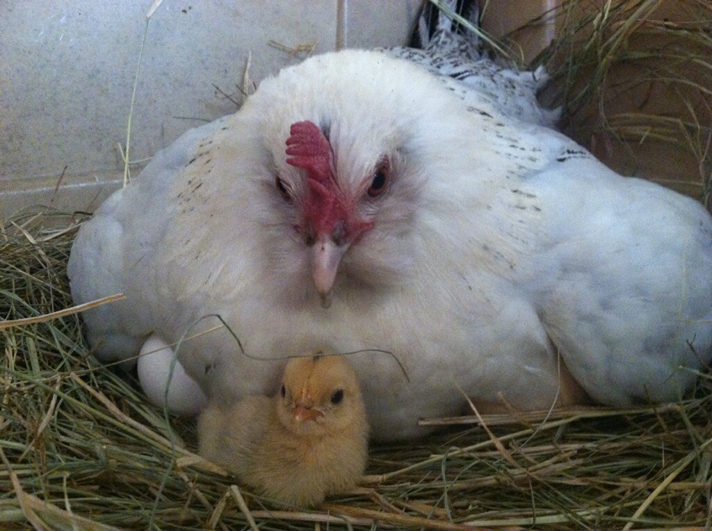 Lily hatching babies.