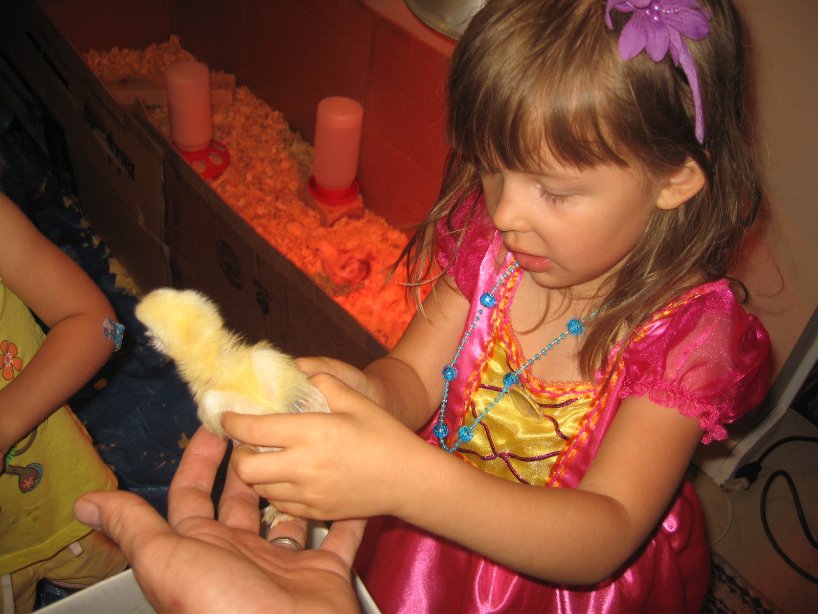Lily helping to move chicks to their new brooder box.