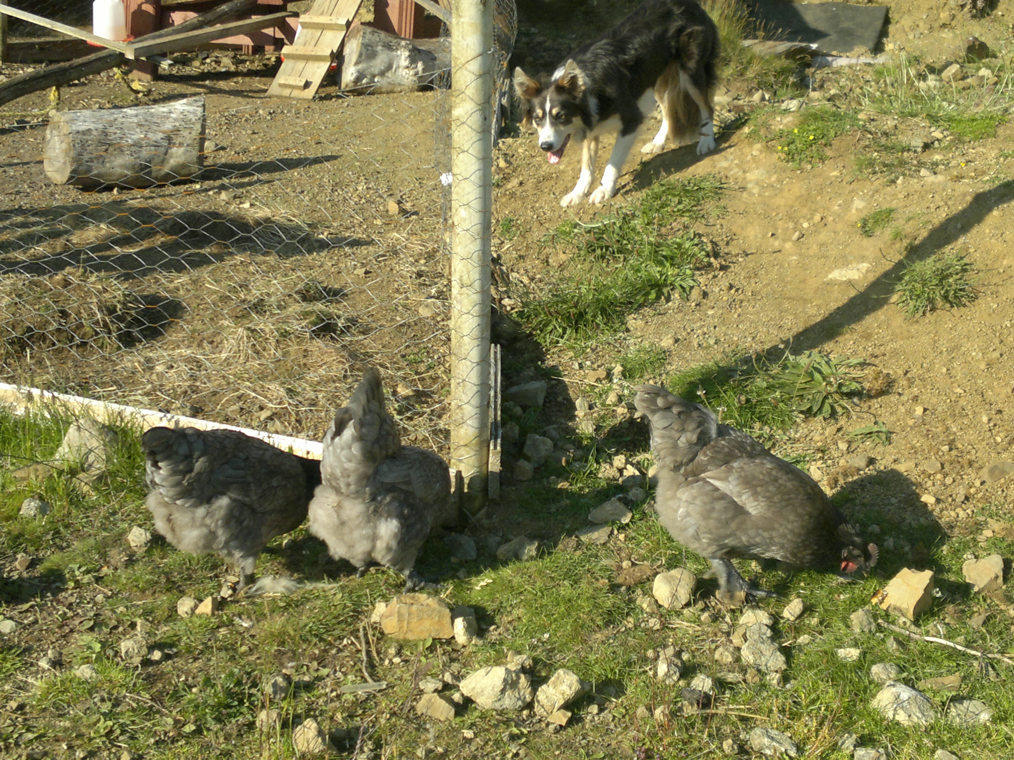 Lily & her chickens