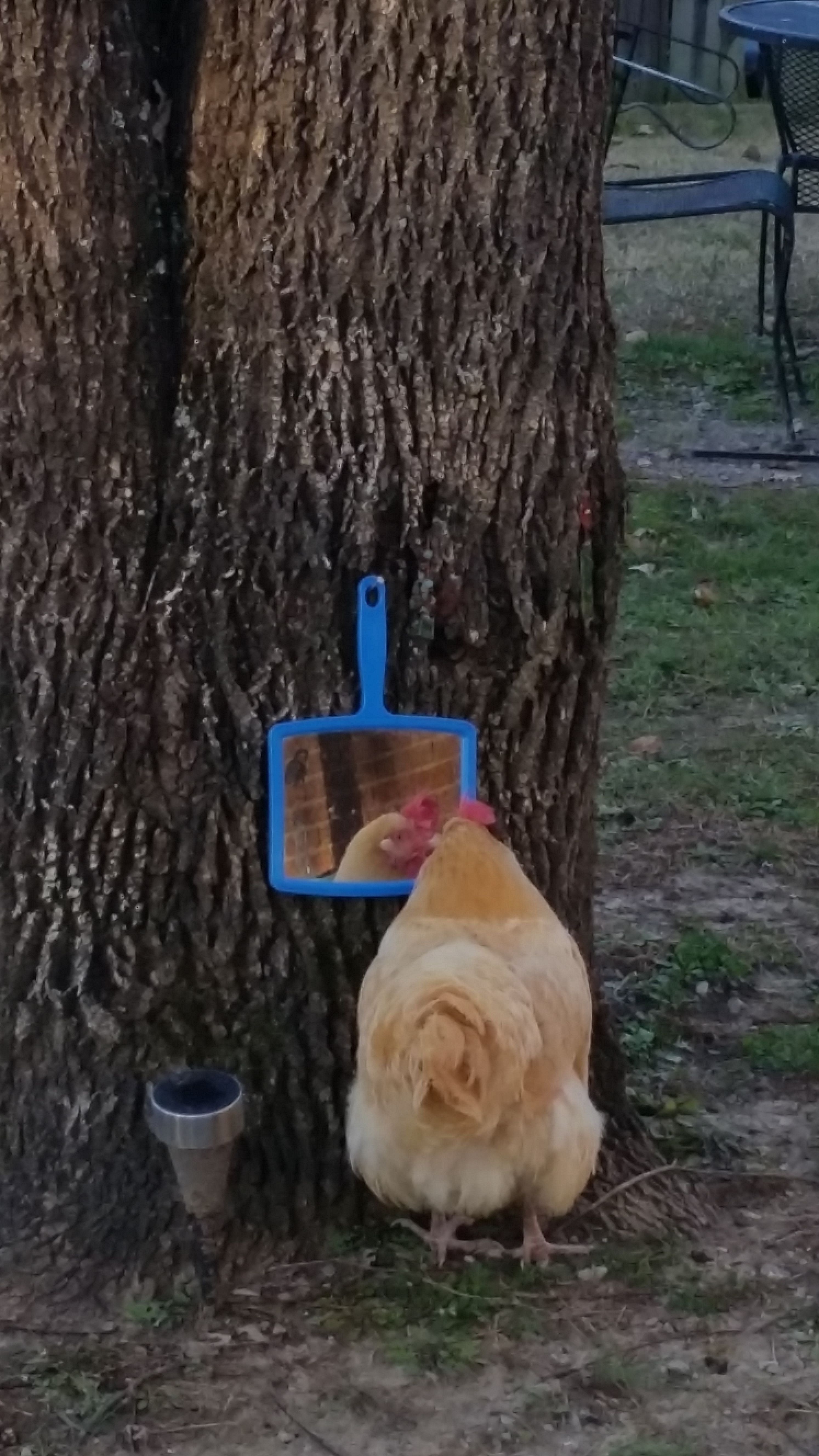 Lily "primping" in the mirror b4 going to bed