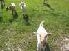 Lily Rose & the rest of the herd.