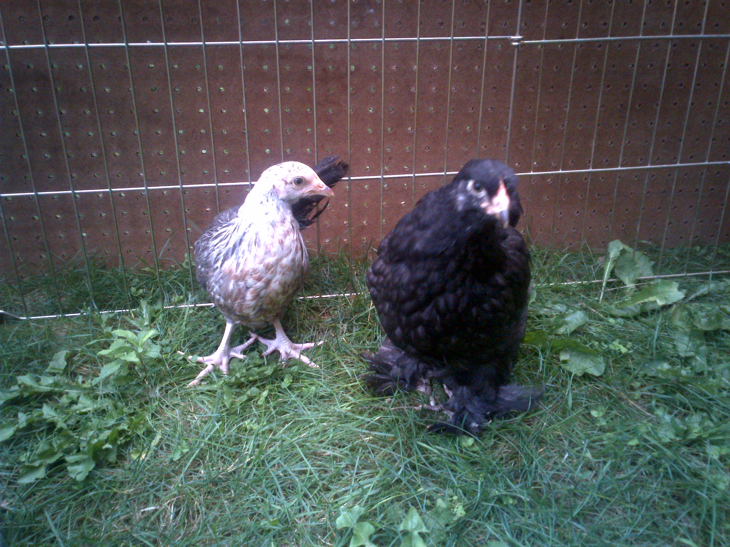 Lily, Silver Grey Dorking and Tulip, Black Cochin  both 9 weeks old.