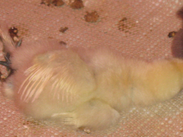 Lily sleeping on her side with wings stretched