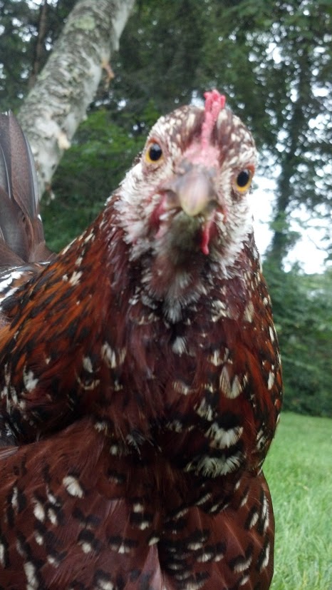 Lily.... Speckled Sussex.....RIP