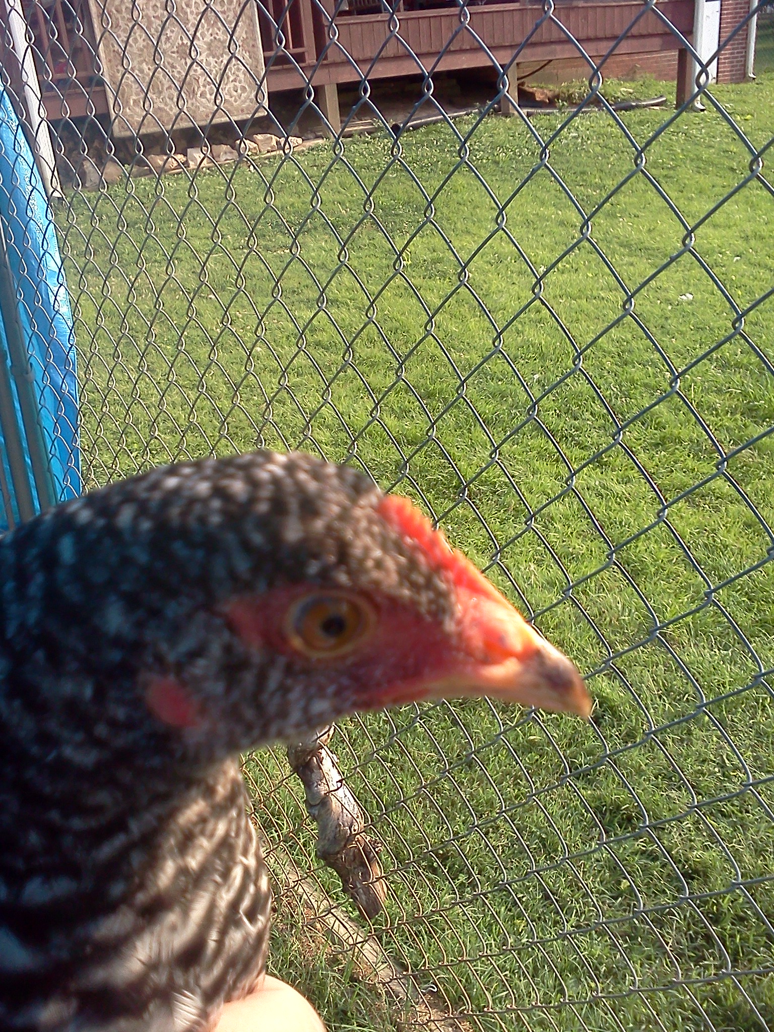 Lily the Barred Rock