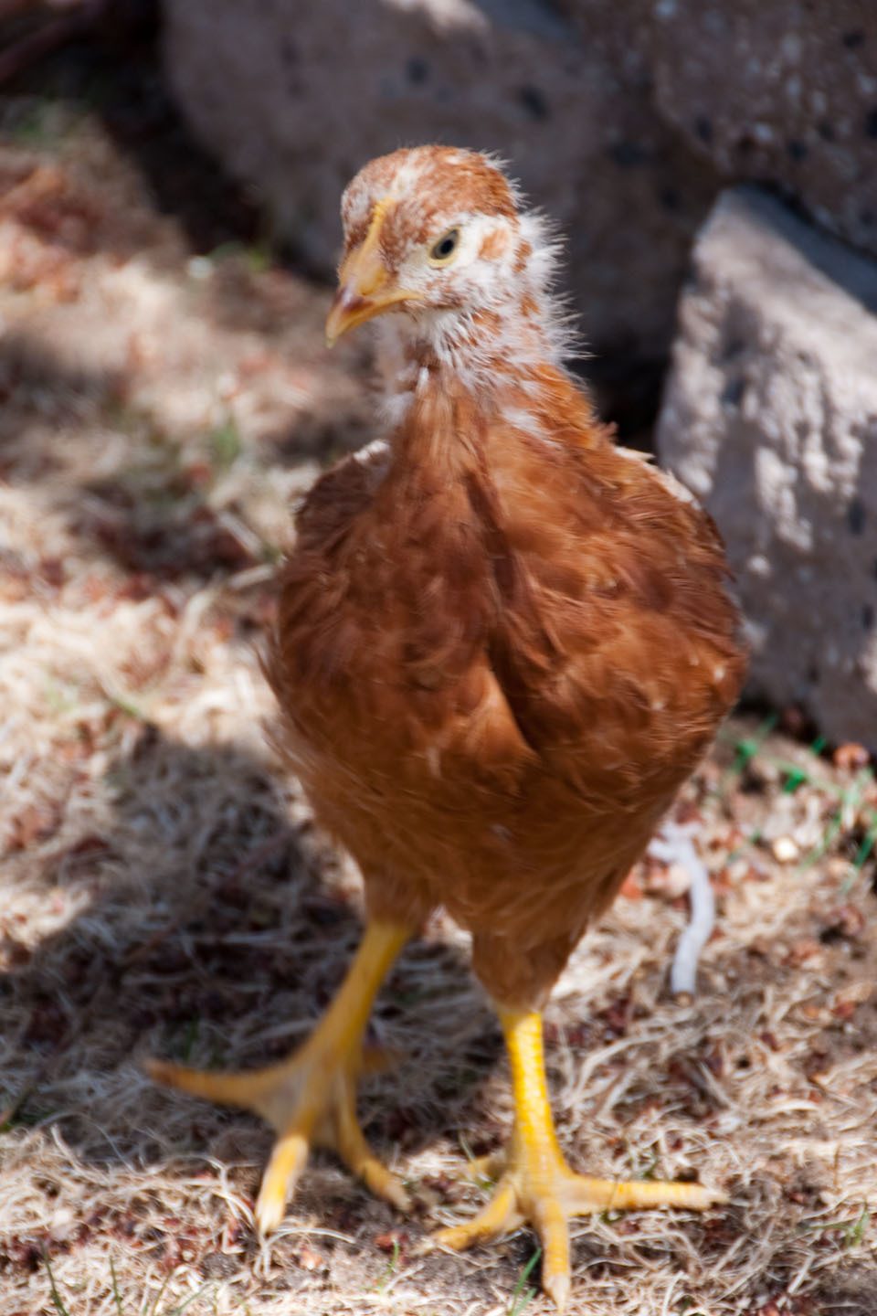 Lily the Rhode Island Red