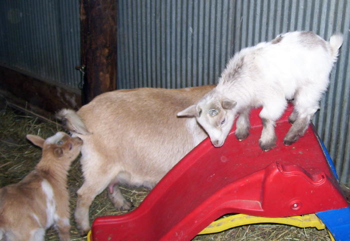 Lily with kid on slide.
