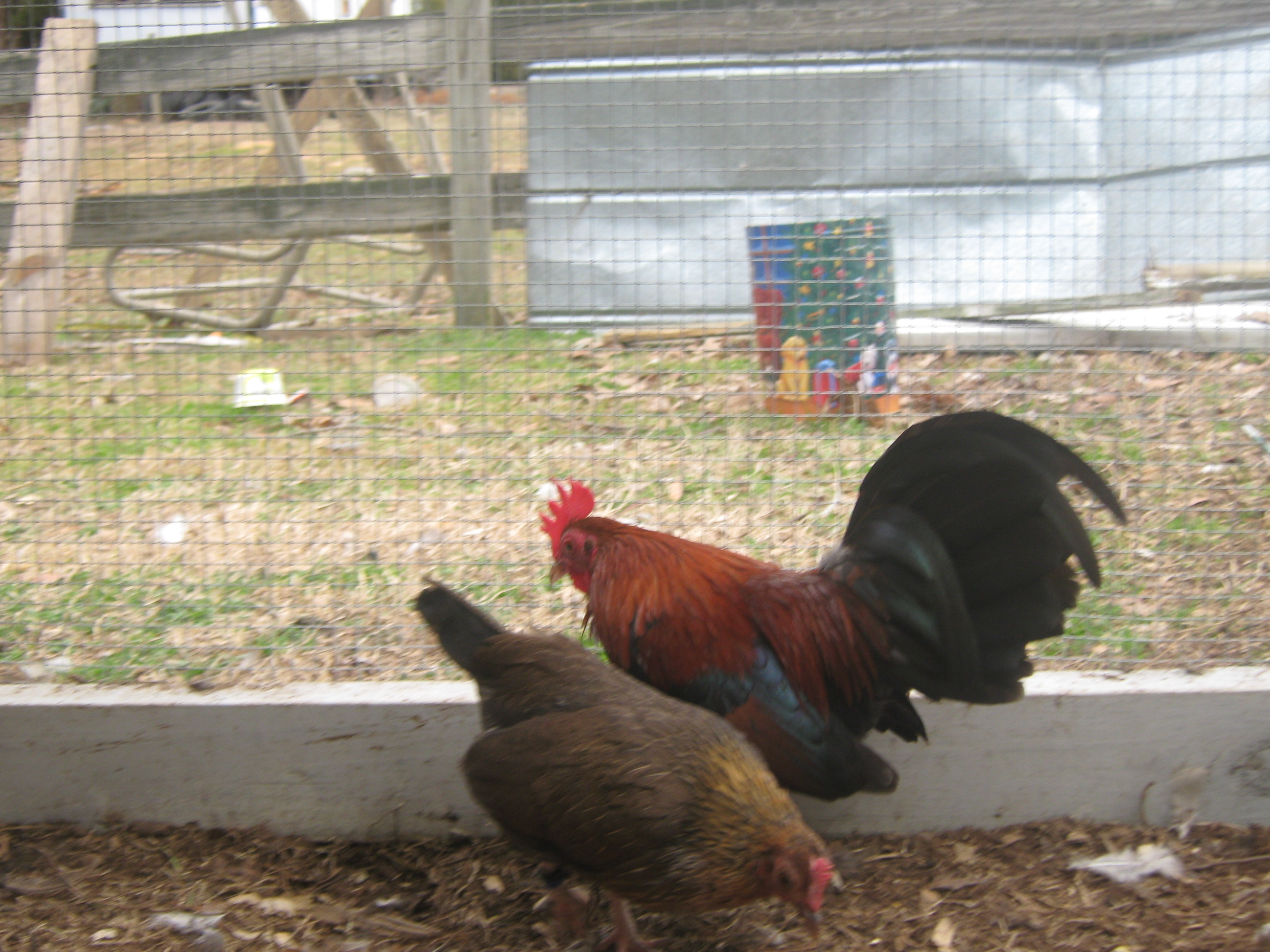 Lincoln and Penny,   the pair of B B's that we won at lincolnton last fall..  I love my standard sized birds but  I have to admit the little ones are a lot of fun.. he is such a big Bird in sucha little package.