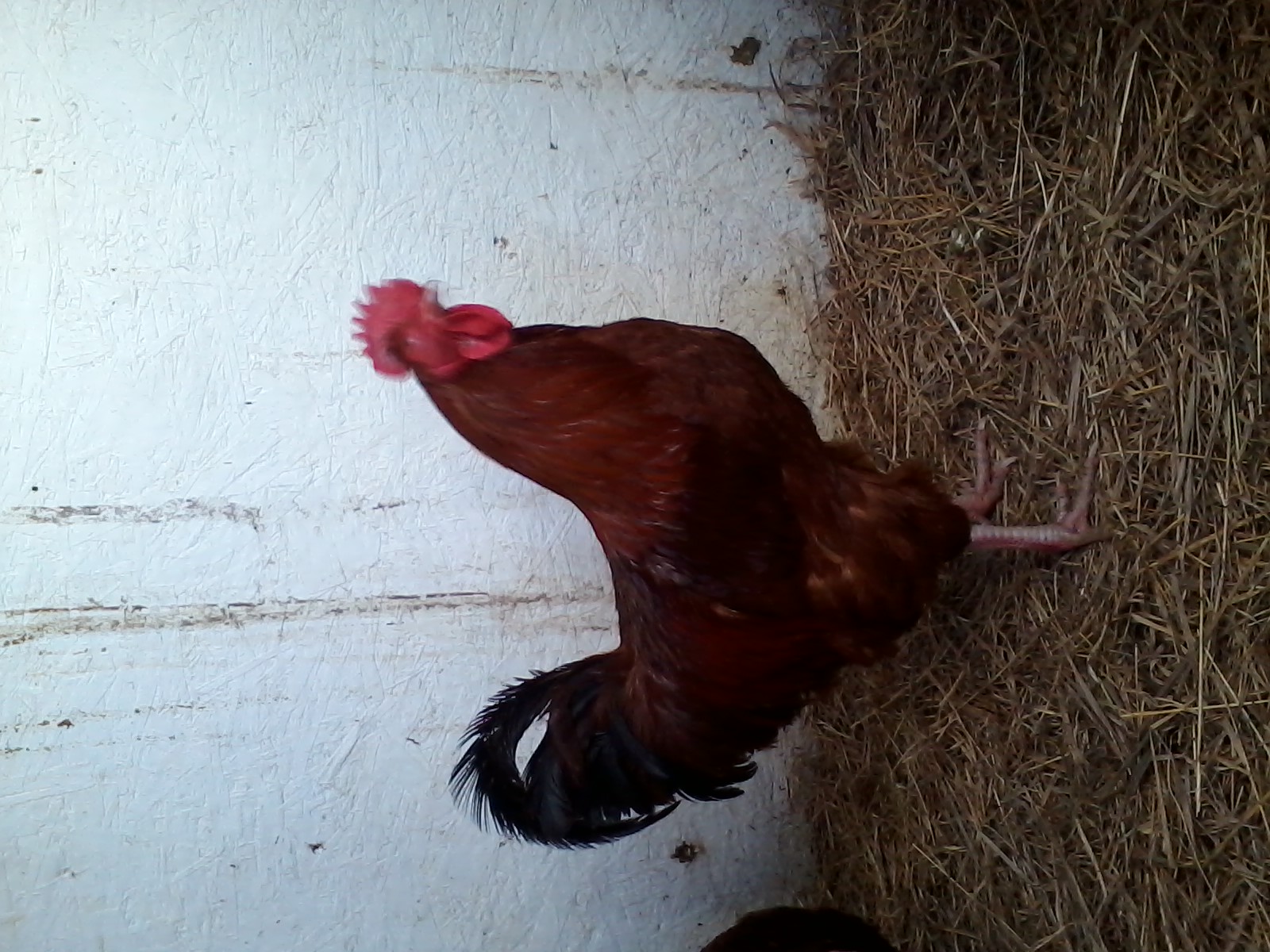 Lincoln, my RIR rooster.