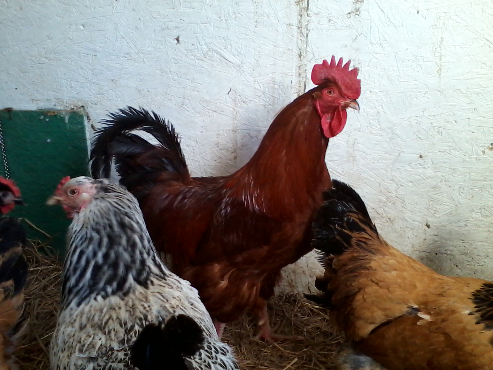 Lincoln with the girls.