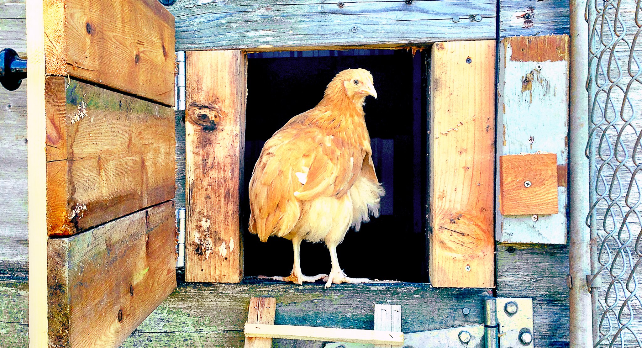 Lindsey going into the inside coop.