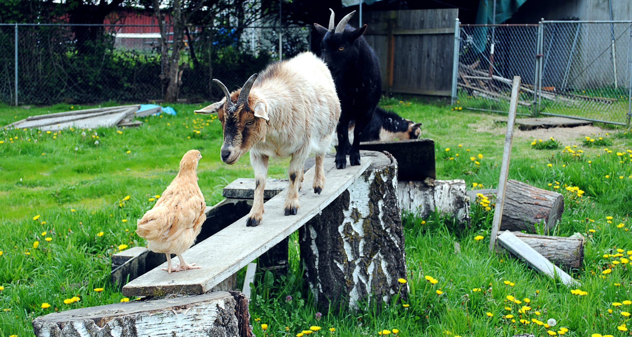 Lindsey with the goats, Peaches and Gretchen on one of the goats playground bridges.
