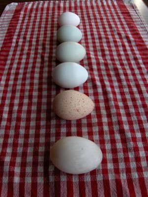 line em up!  Duck egg, turkey egg, chicken eggs jumbo to small