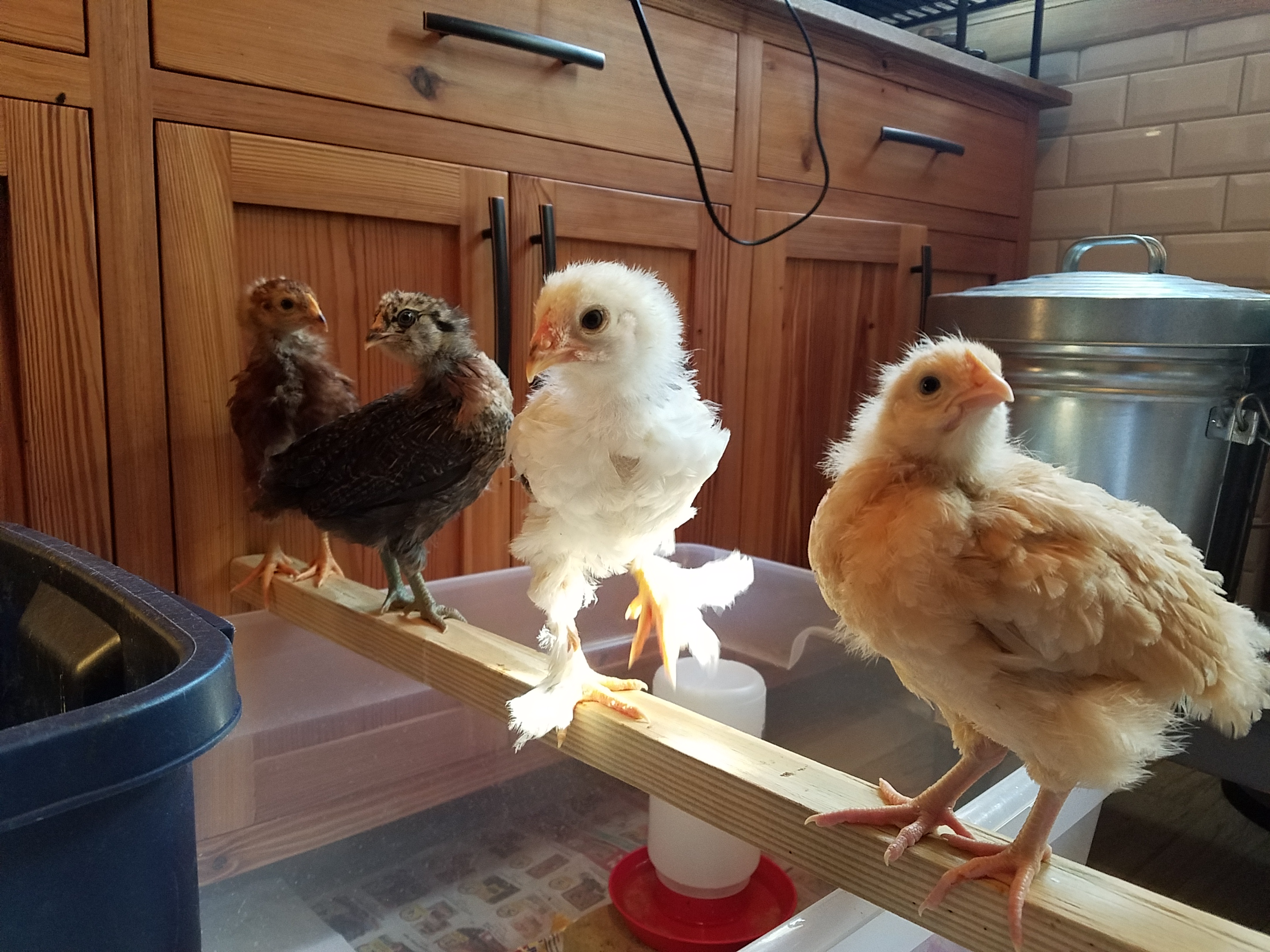 Lining up to greet mom in the AM