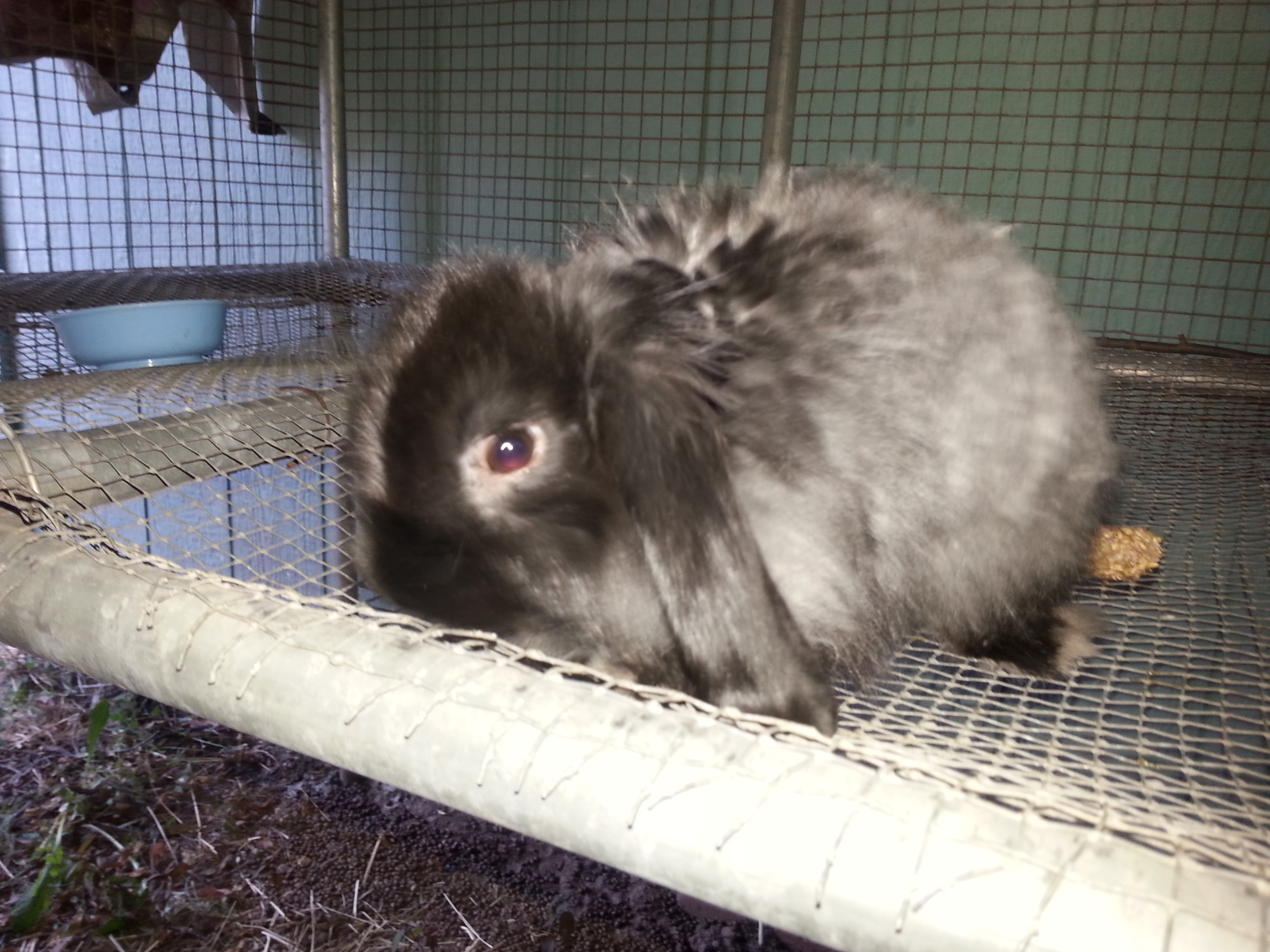 link my mini wooly lop