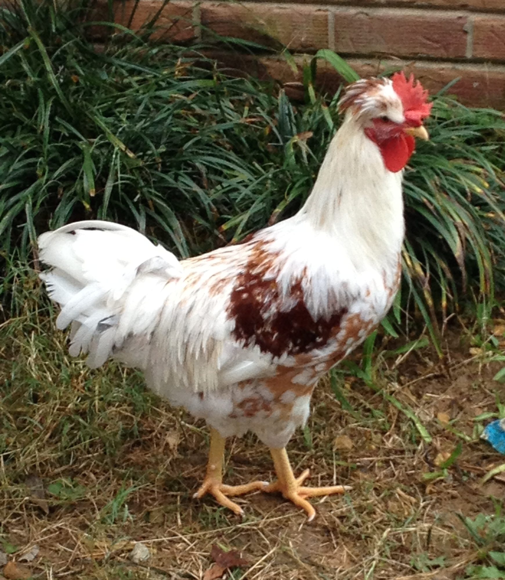 Linus, crested cockerel. 6 months old.