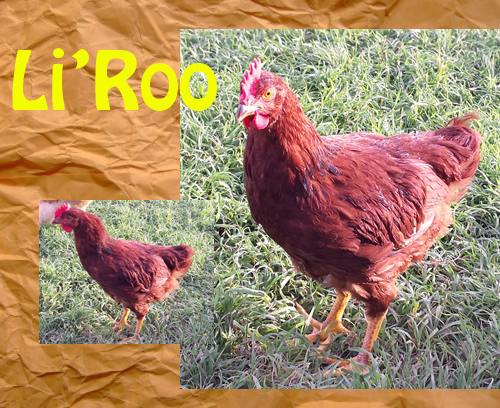 Li'Roo: Production Red (?) Roo (aggressive lil' guy who'll have to go)