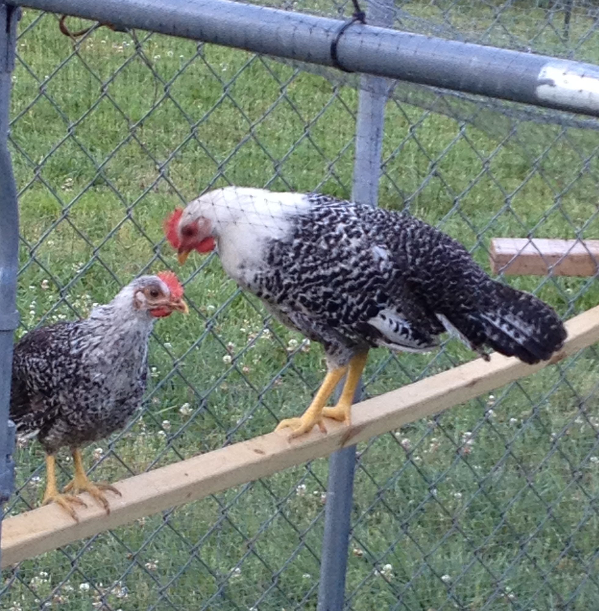 Listen, you may think you're a rooster, but you ain't nothin'!