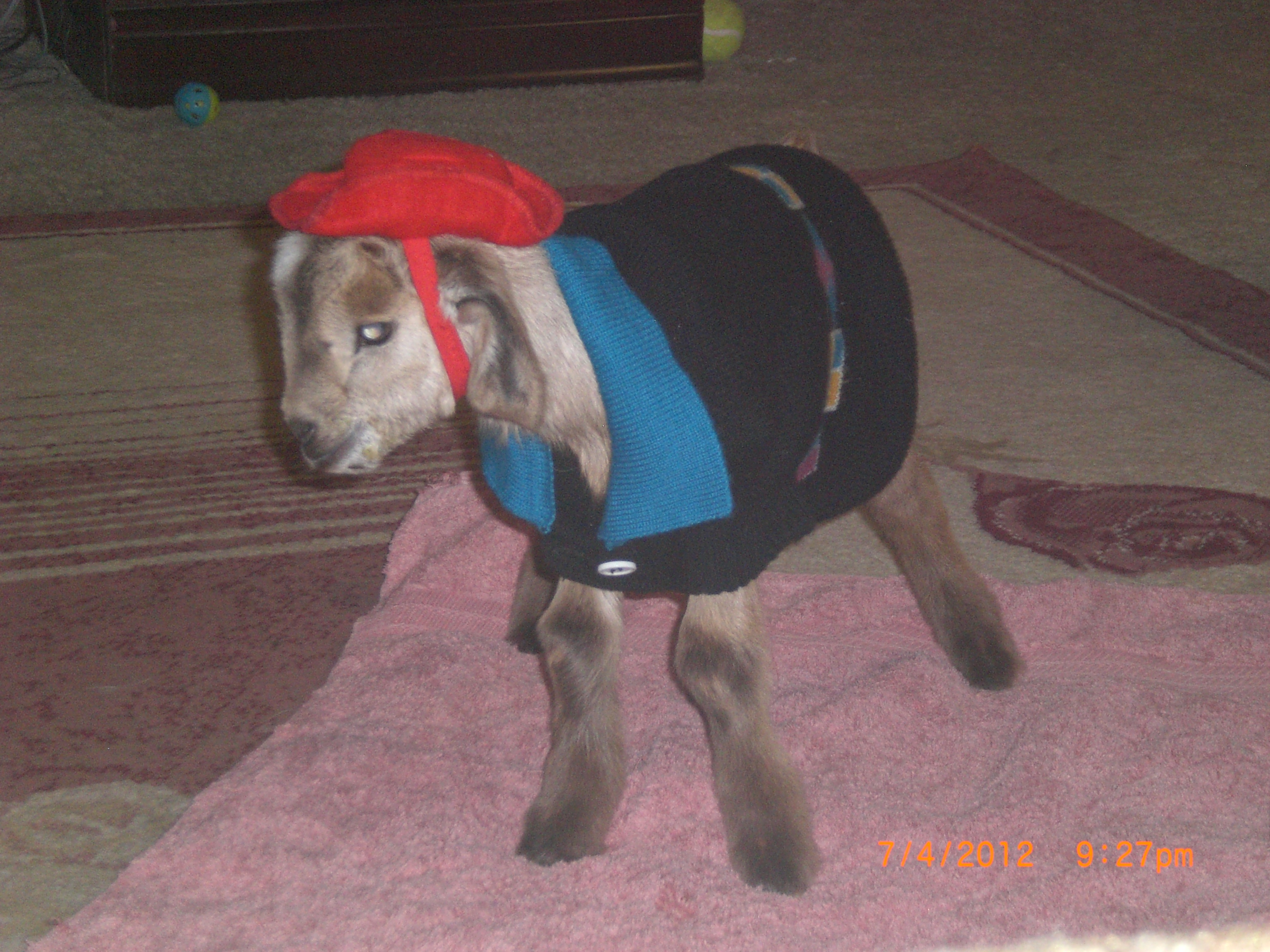 Lit' Ike at 1 day old. He got fluid in his lungs at birth and we had to revieve him. His twin sister is doing great. He couldn't keep his body temp, so I put a sweater on him,and of course the cowboy hat. The hat didn't stay long but the sweater did.