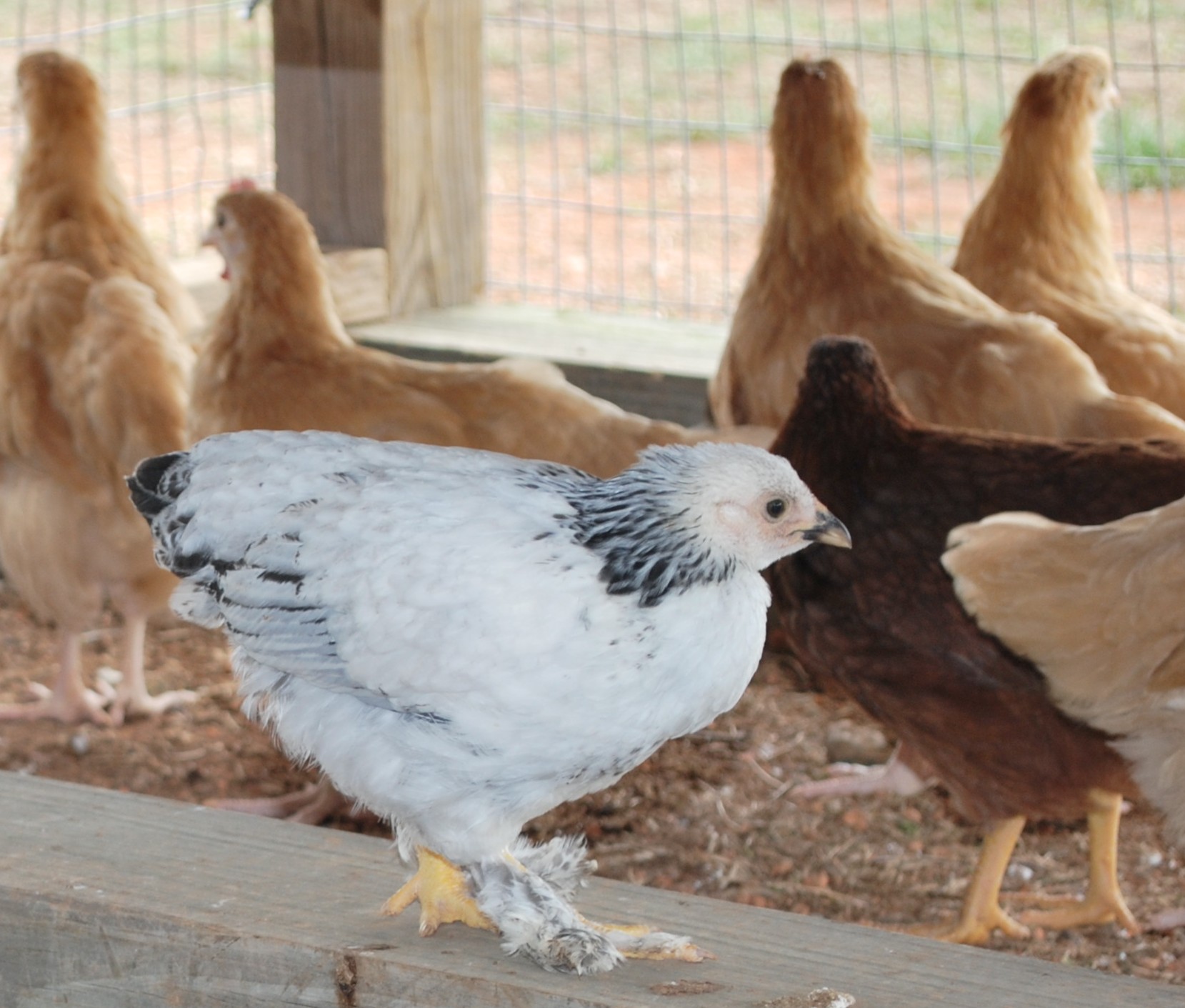 Lite Brahma Bantam - Aspen