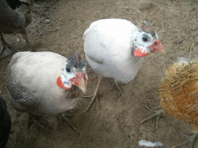 Lite lavendar & Buff Dundotte guinea hens.