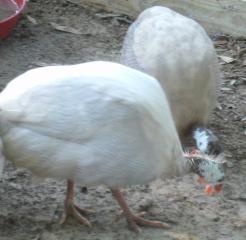 Lite Lavendar & Buff Dundotte guinea hens.