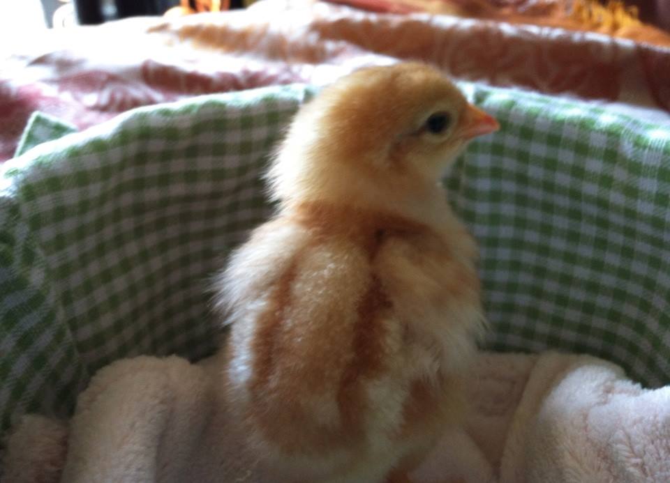 Little Amelia, first to hop out of the basket