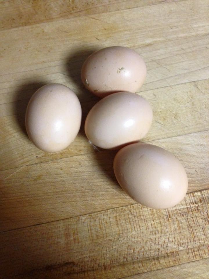 little Bantam eggs