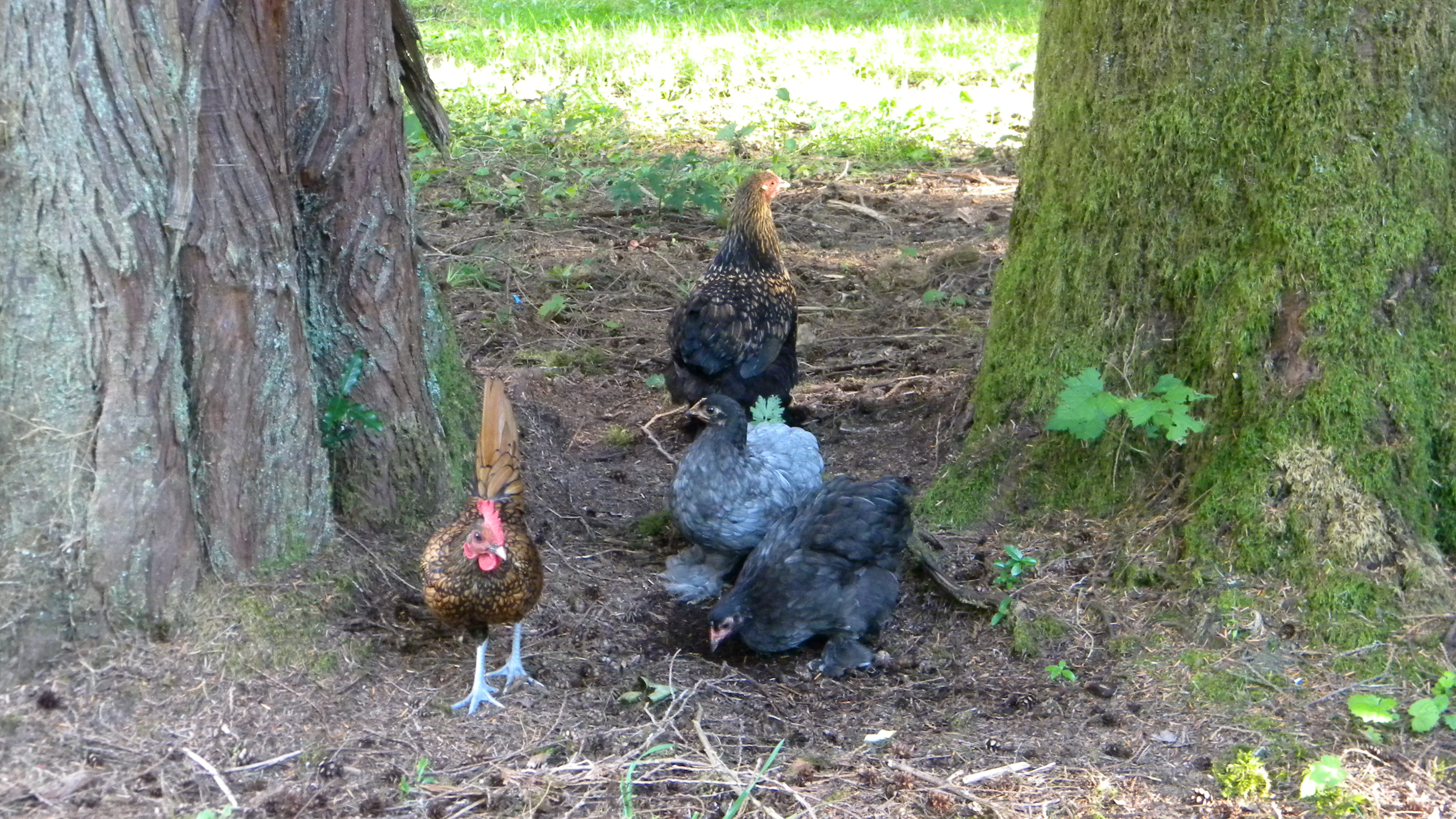 Little Bantam Group....the rooster is currently seeking a new home :)