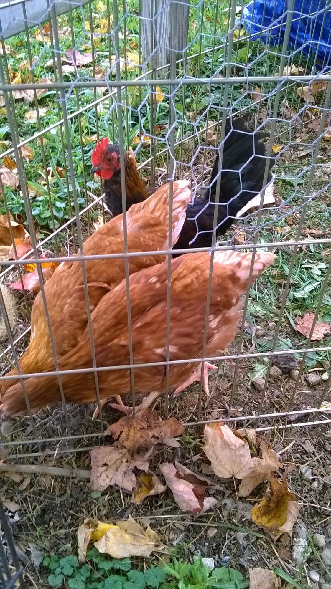 little boy and they girls checking out the new comers