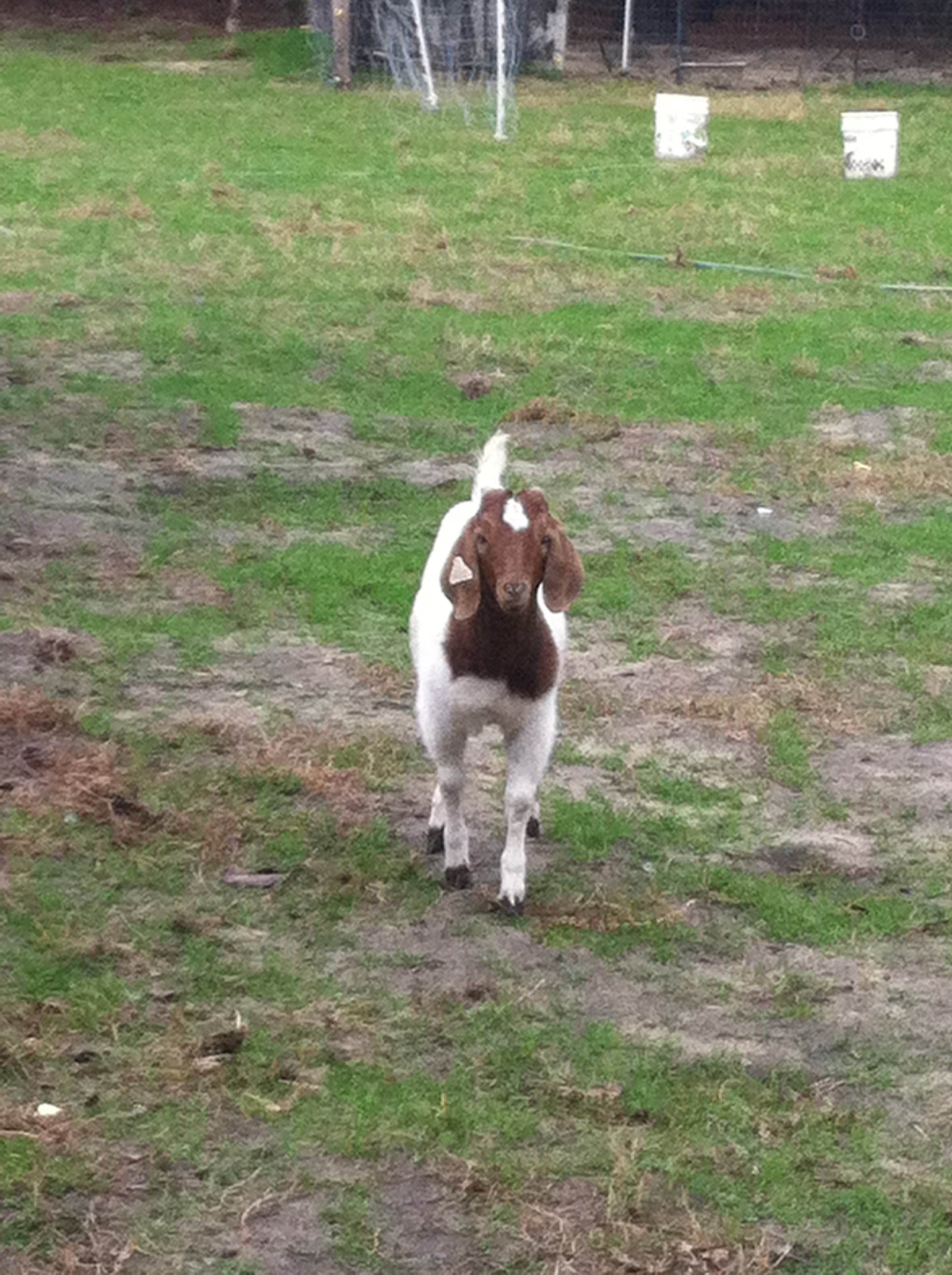 Little Buddy, our goat. He's more of a puppy than a goat.