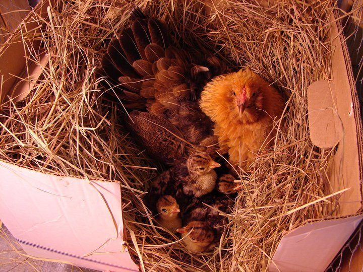 "Little Chicken" was her name. The only broody bird I ever had. She hatched 4 wild turkey eggs all by herself. She refused to act like ANY of the other 100 birds here - She truely set herself appart. She is no longer with us. I made her a head stone and burried her under the hedge tree by the garden. The only chicken that was ever allowed to be in there... because she had manors. She is sorely missed.