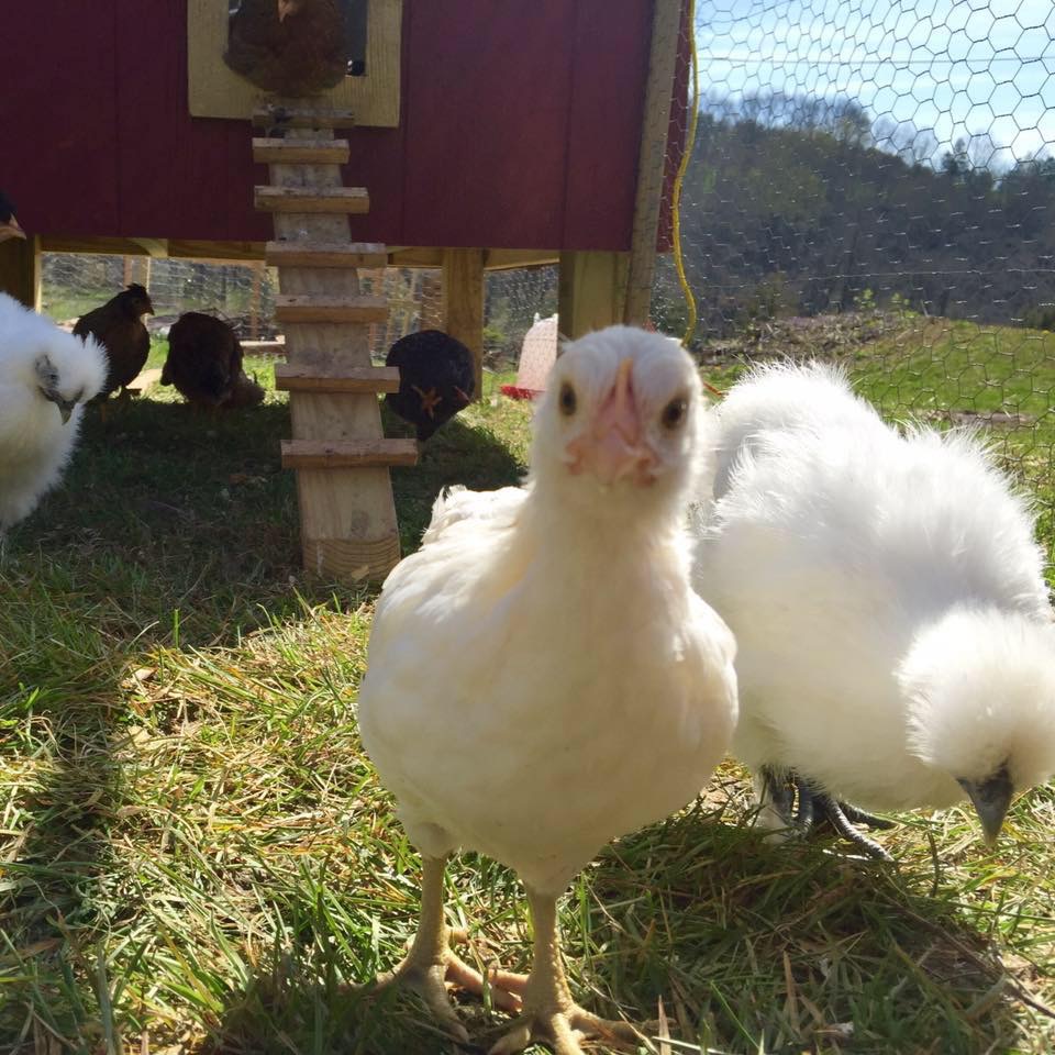 Little chickens ❤️
