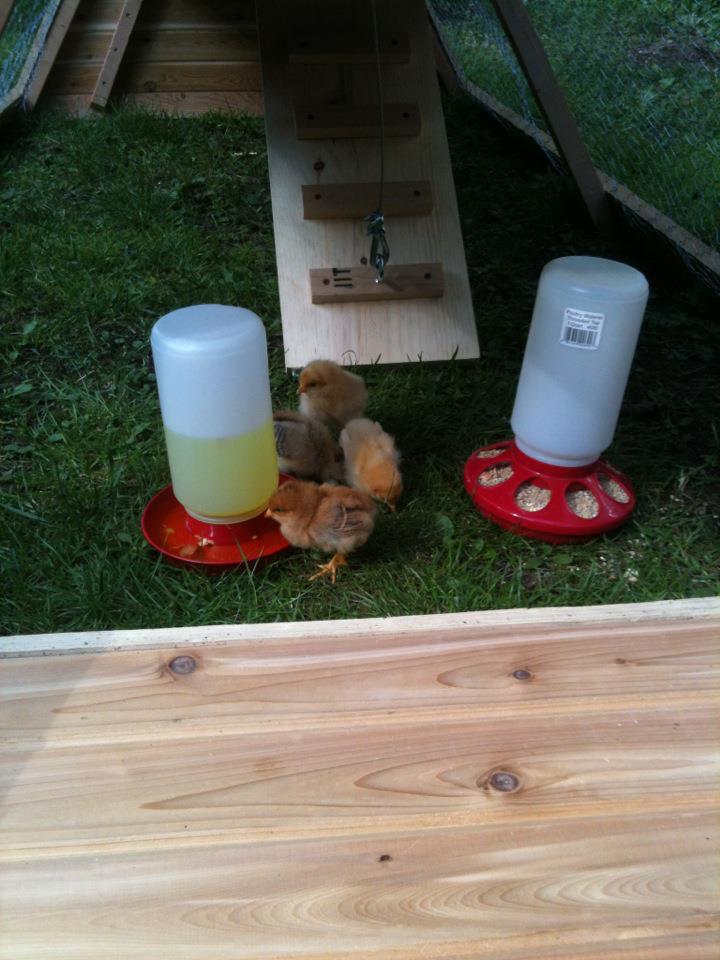 little chicks trying out the ark