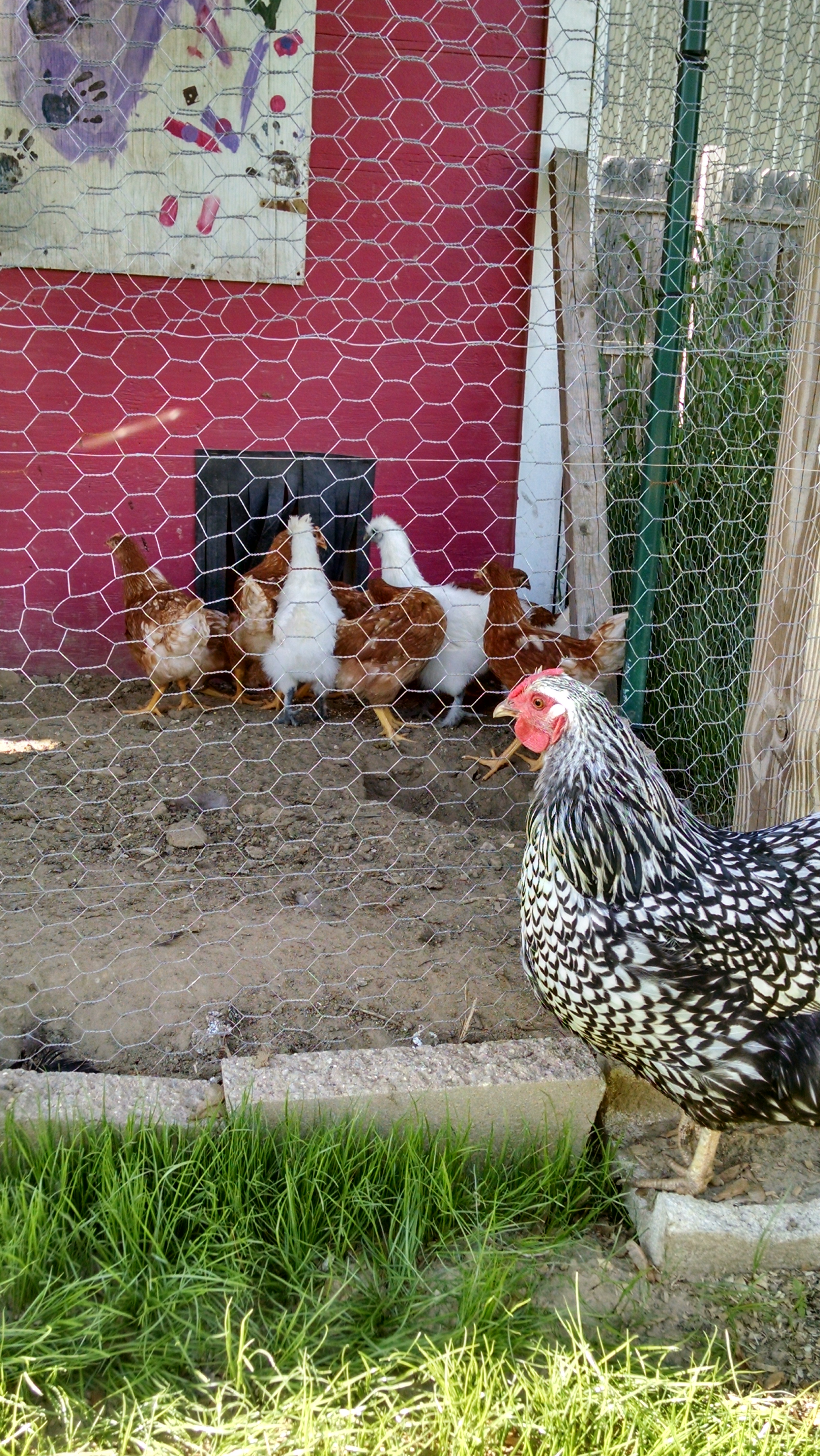 little chicks were moved into the coup at 7 weeks old.  Now the big girls get to see them through the fence