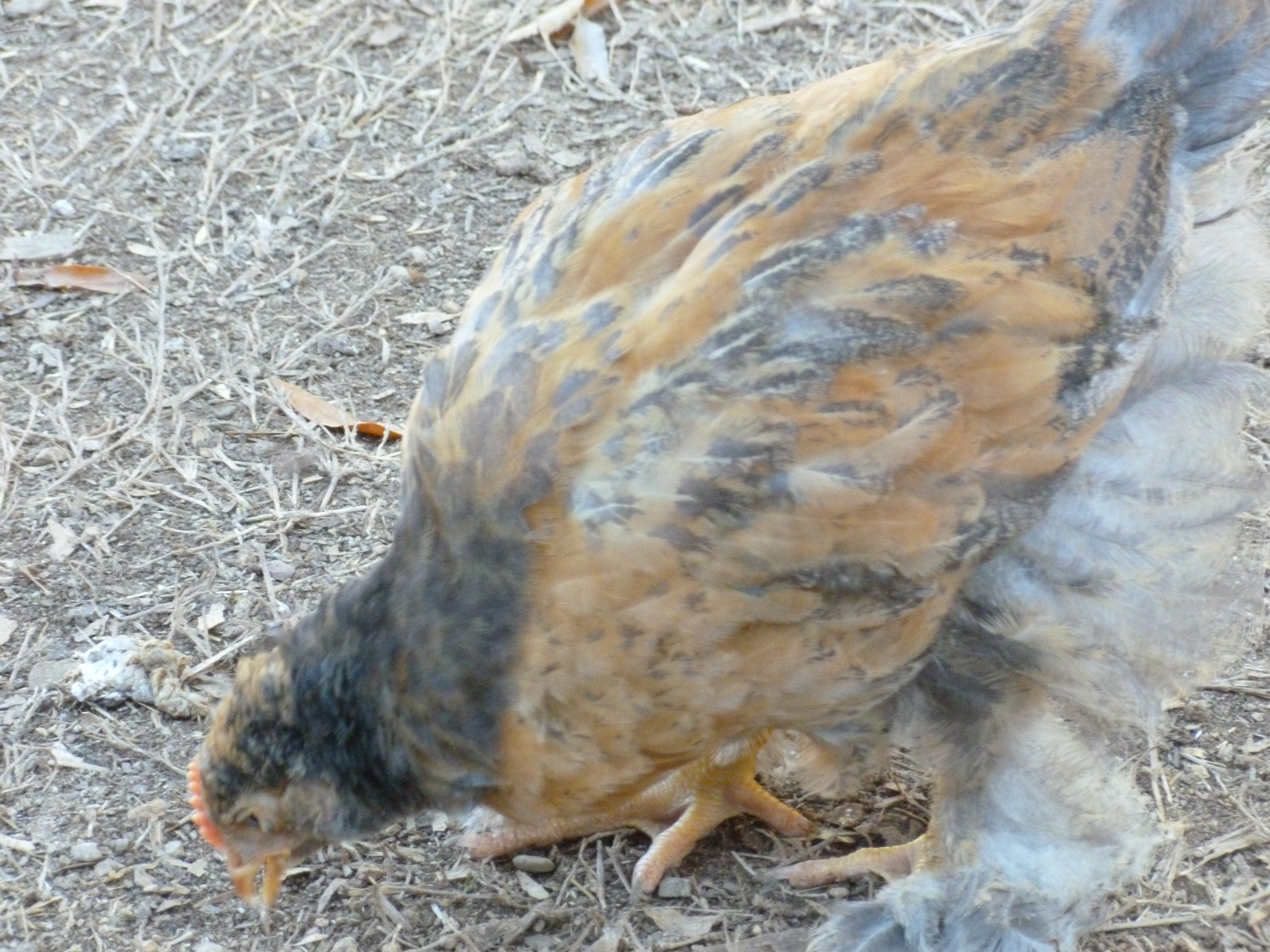 Little cochin LF chick.