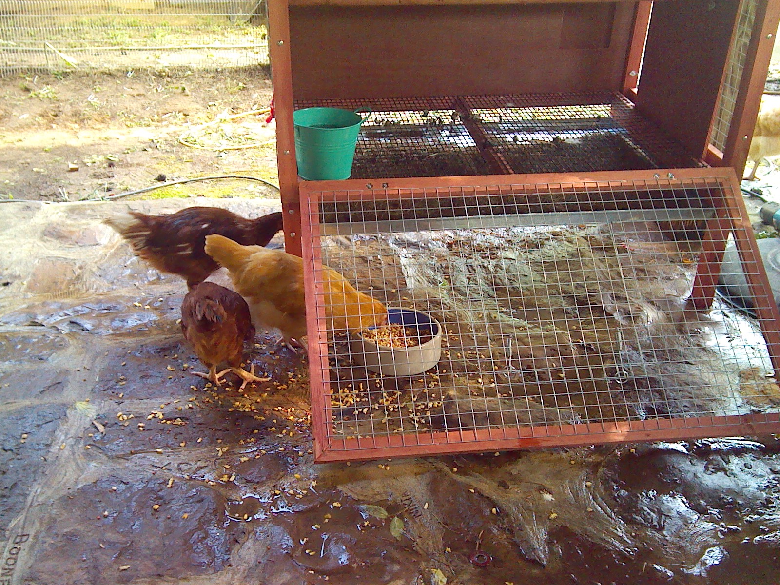 little coop and chicken's