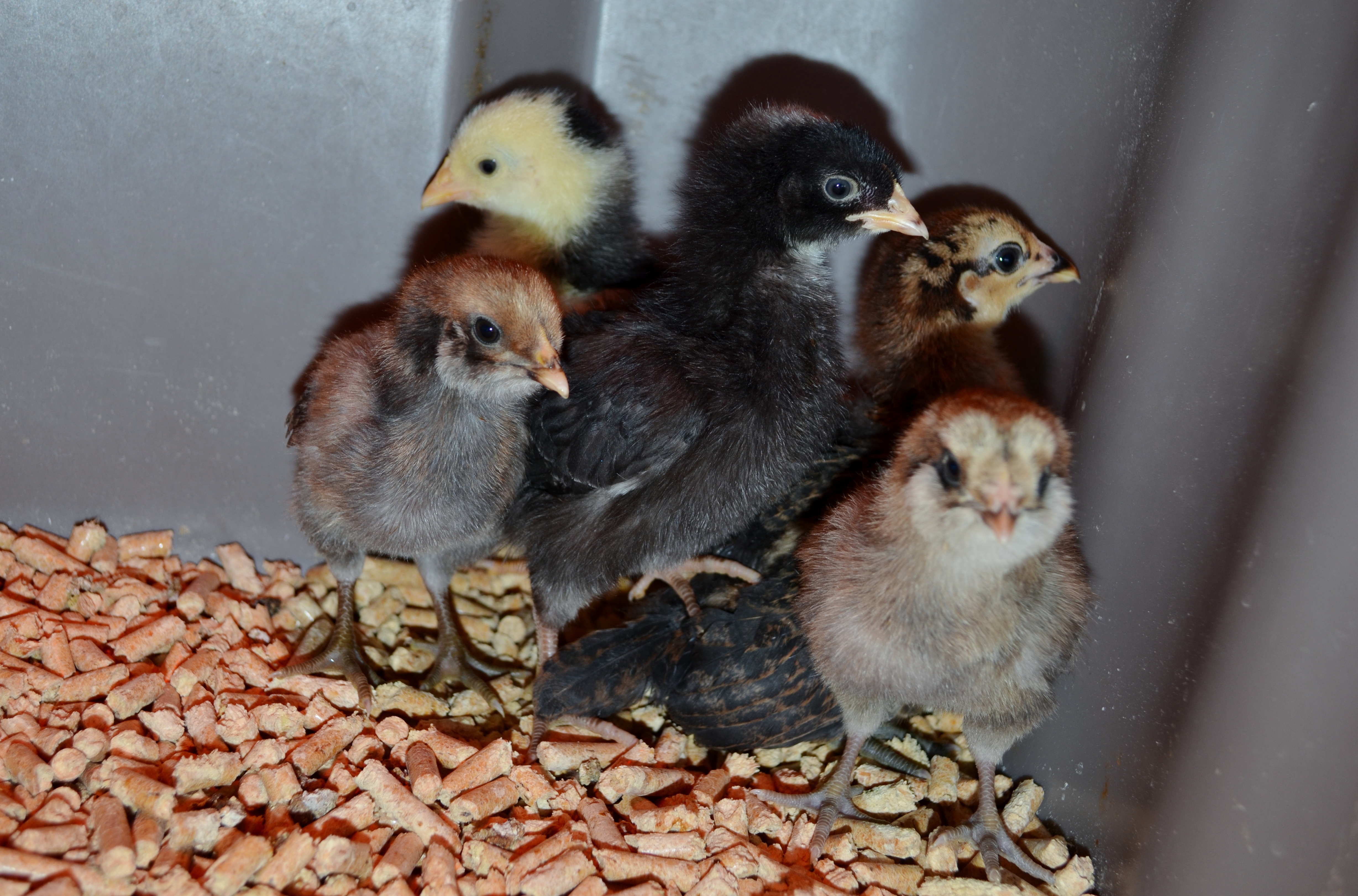 little crew.