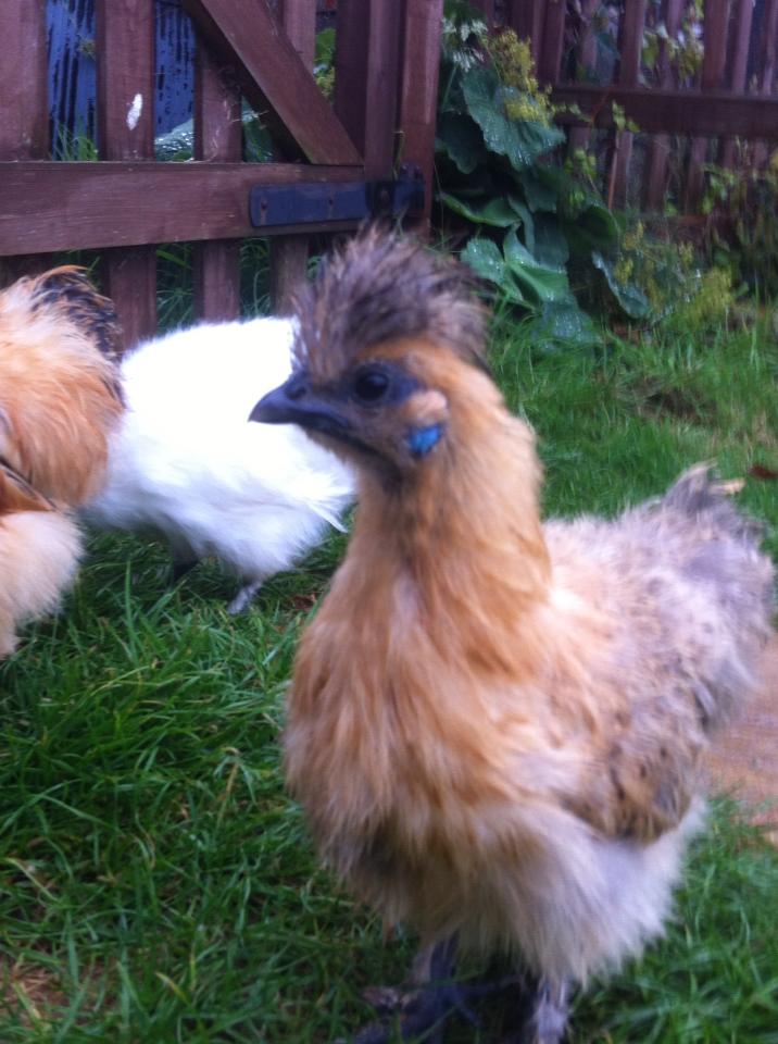 Little Diva, she is so small compared to the other two silkies and so light and is the bottom of the pecking order :(