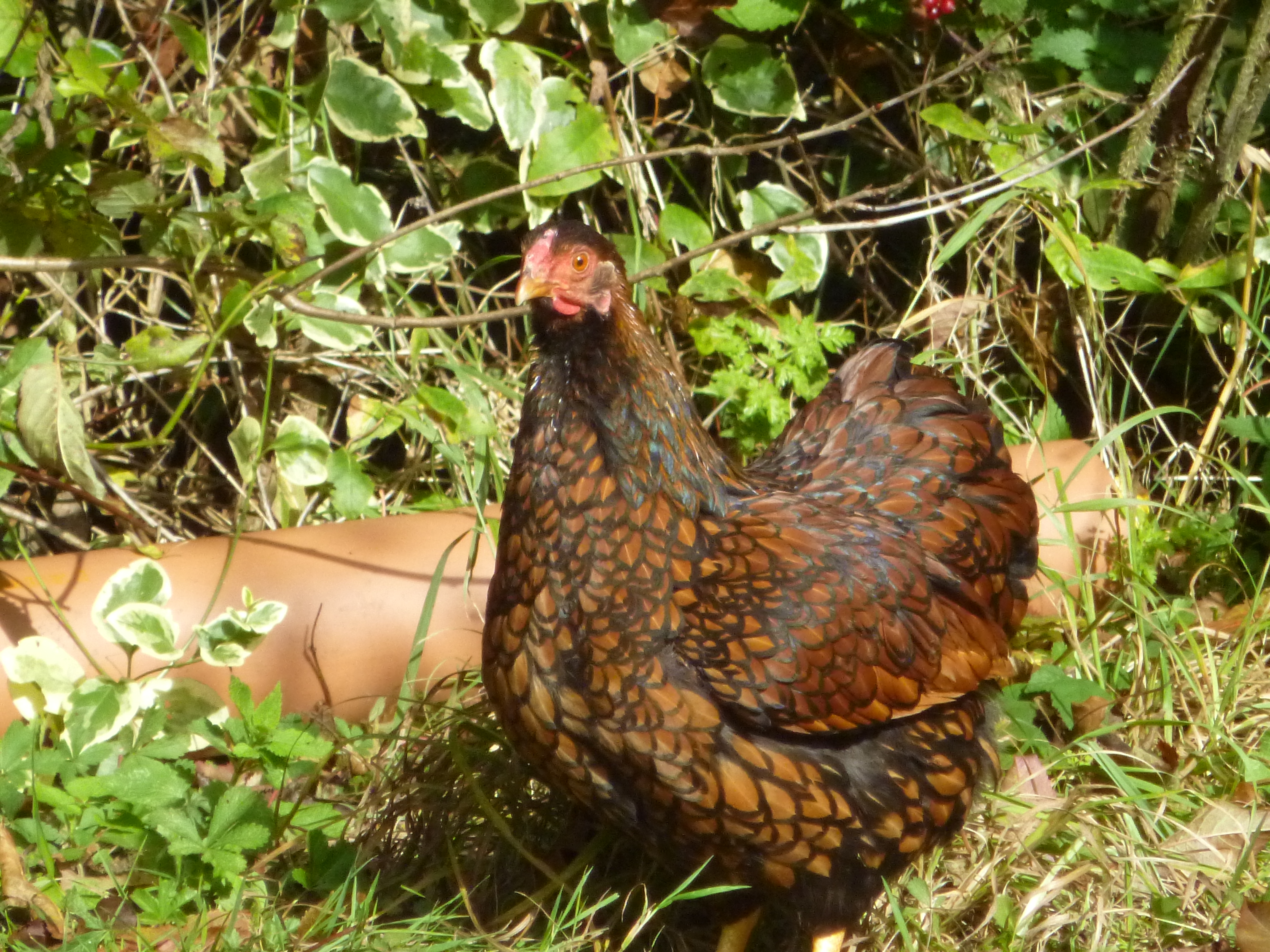 Little Dotty a Bantam wyandotte the same as Reggie