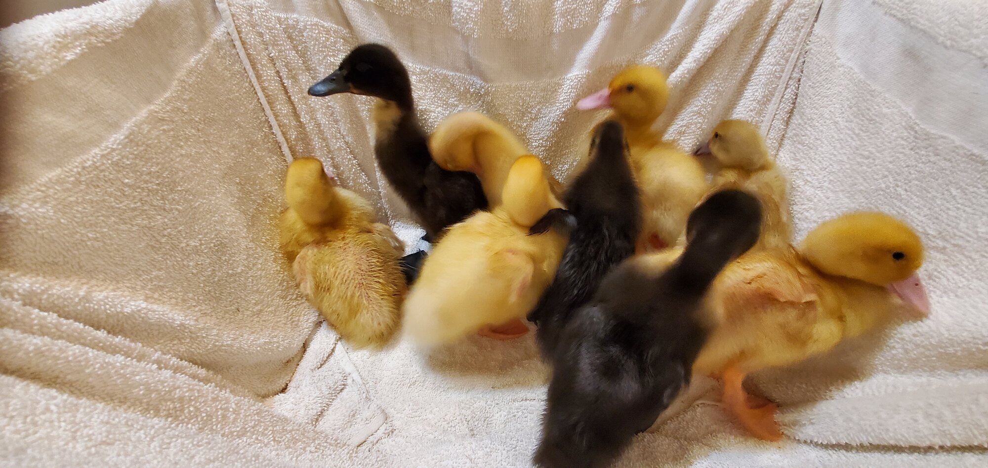 Little ducklings resting in the laundry basket after their first bath